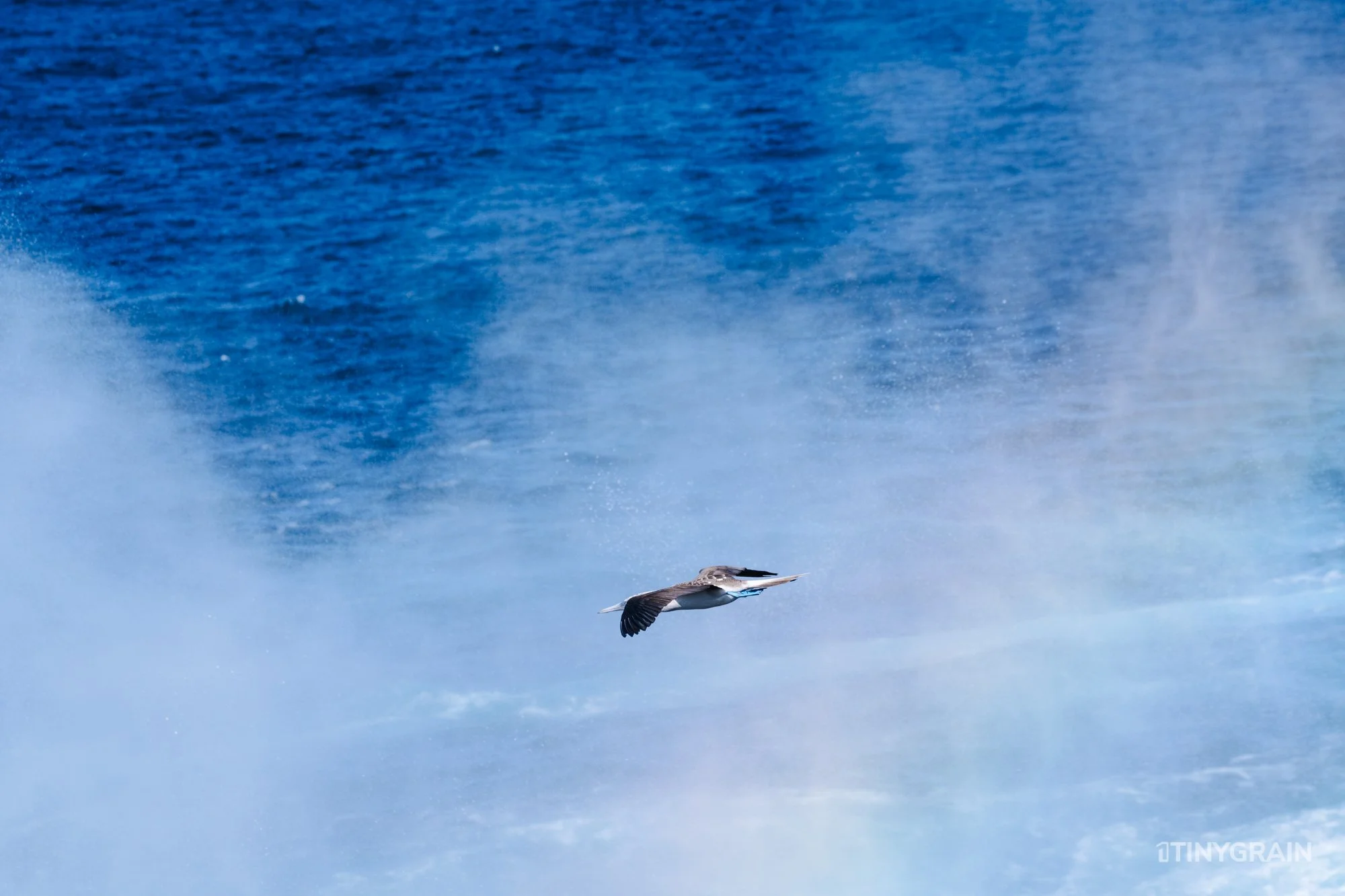 20230807-Galapagos-10-IslaEspanola-SuarezPoint-A7502175-galapagos-islands-ecuador-wildlife-marine-conservation-species-darwin.jpg
