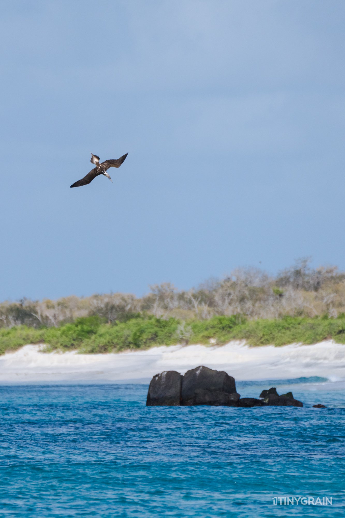 20230807-Galapagos-11-IslaEspanola-GardnerBay-A7502924-galapagos-islands-ecuador-wildlife-marine-conservation-species-darwin.jpg