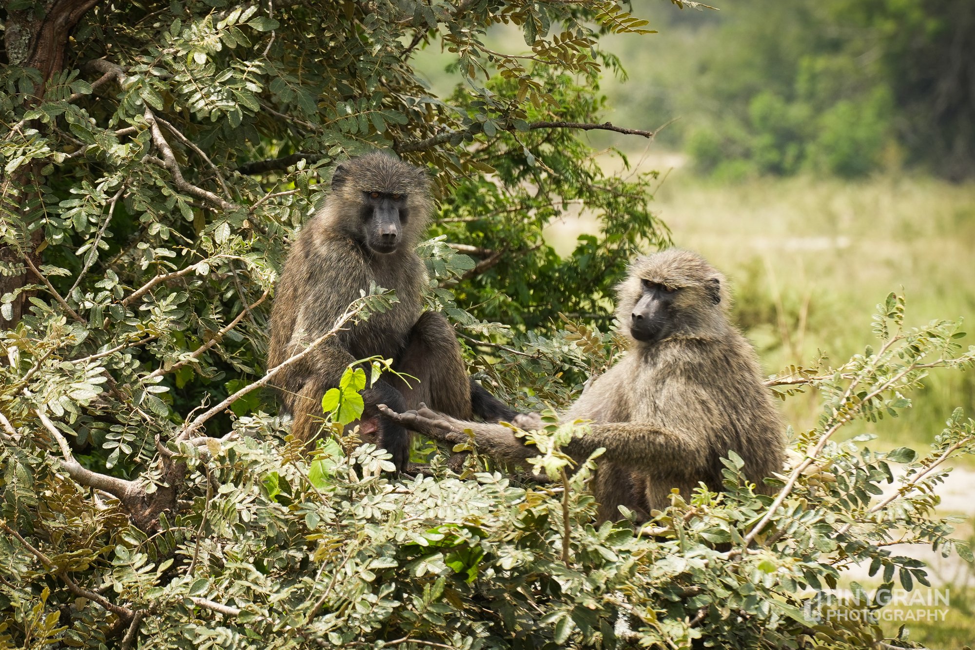 202201-Rwanda-A7409380-akageranationalpark-wildlife-conservation-baboons-hanging-out-gimme-five.jpg