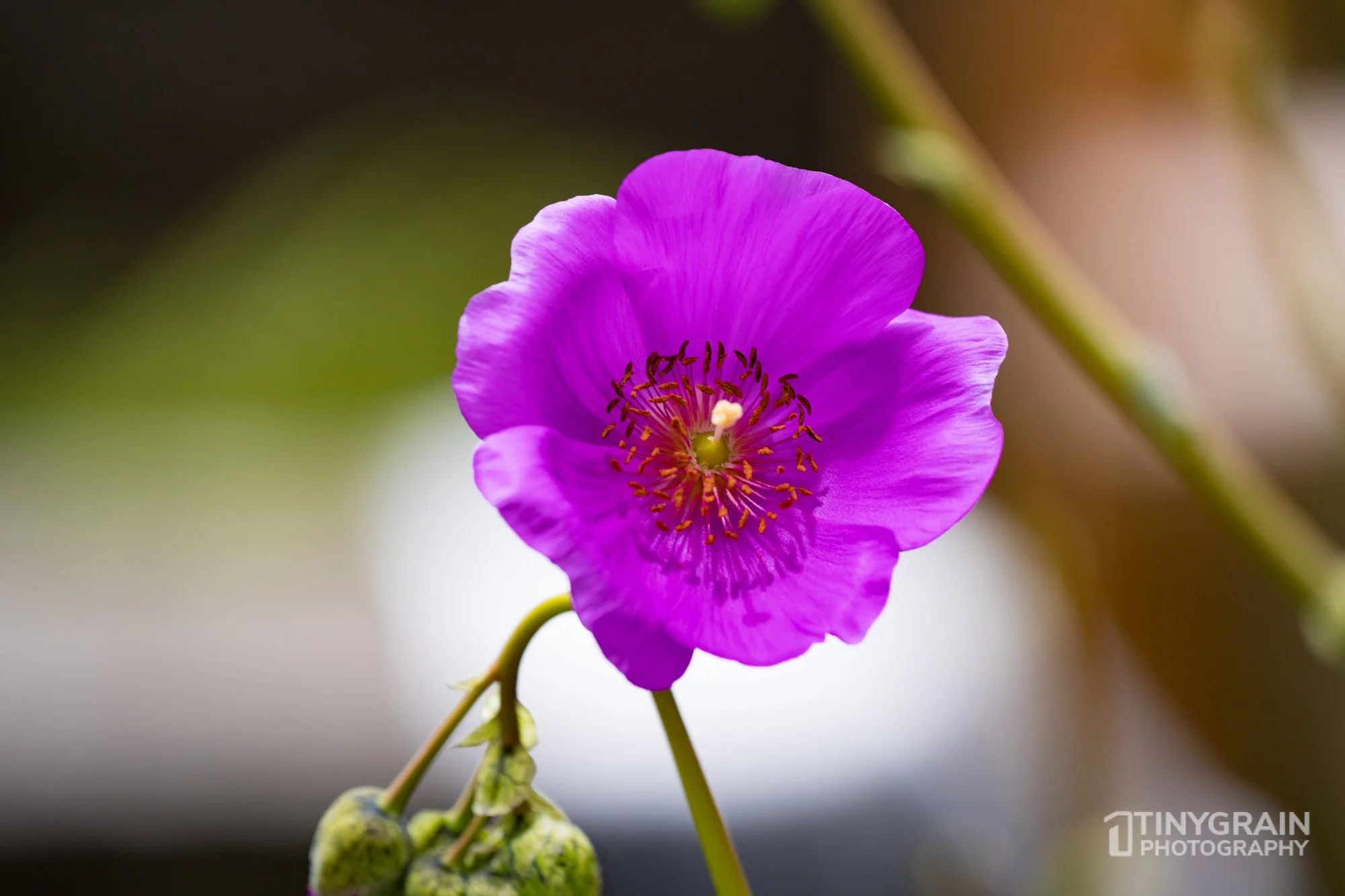 20230528-Sausalito-A7503226-bay-area-sausalito-flower-pink.jpg