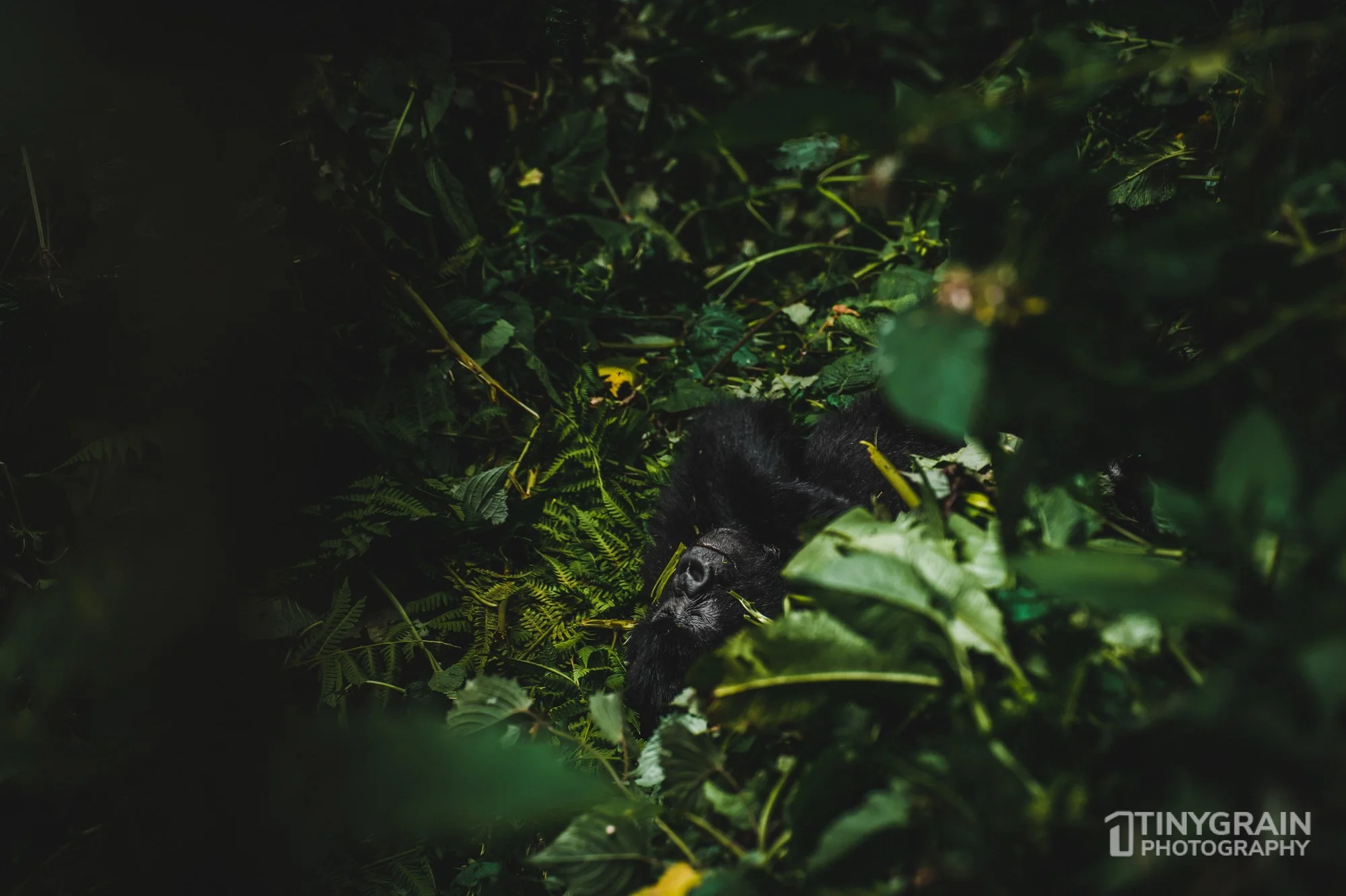 Male mountain gorilla taking a nap