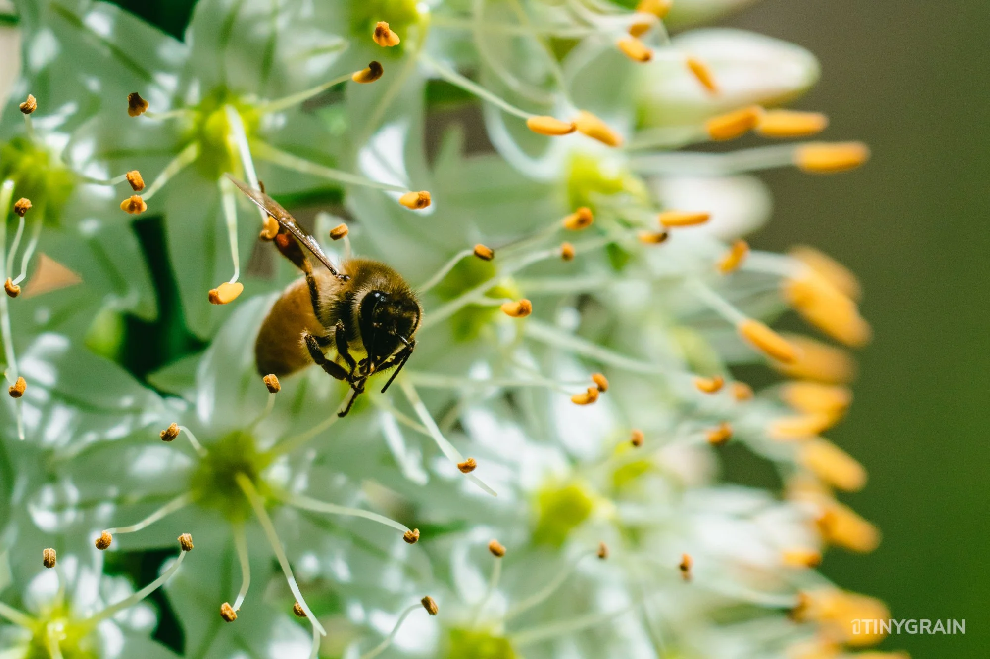 A7504080-Colorado-Denver-BotanicalGardens-Bee.jpg