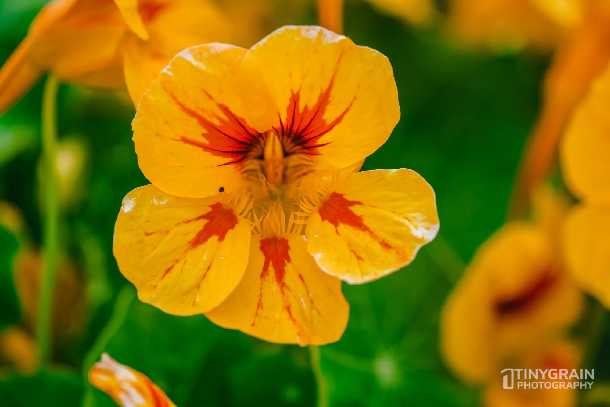 20230528-Sausalito-A7503382-bay-area-sausalito-flower.jpg