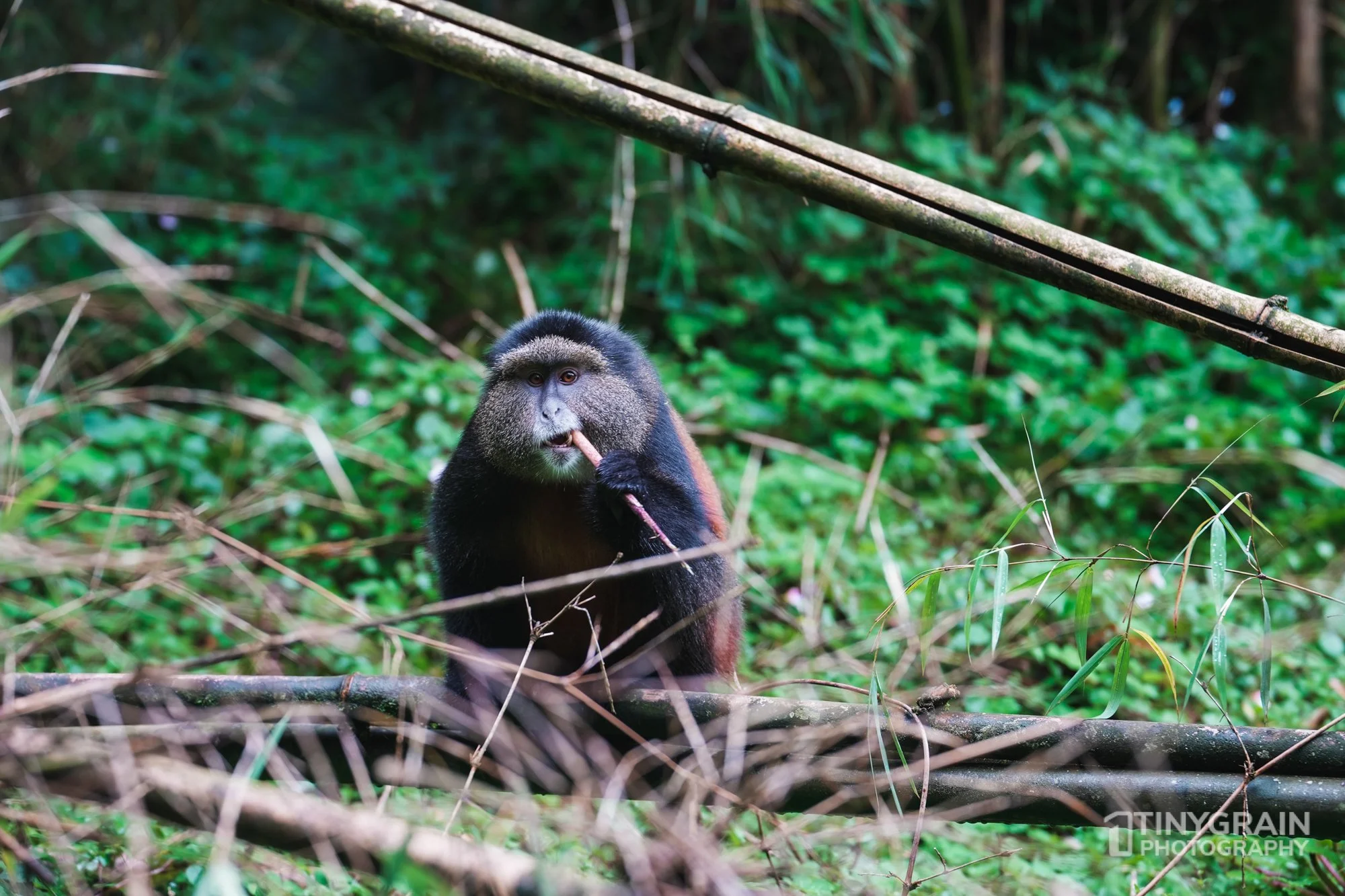 202201-Rwanda-A7403379-virunga-mountain-golden-monkey-eating-bamboo-wildlife-conservation.jpg