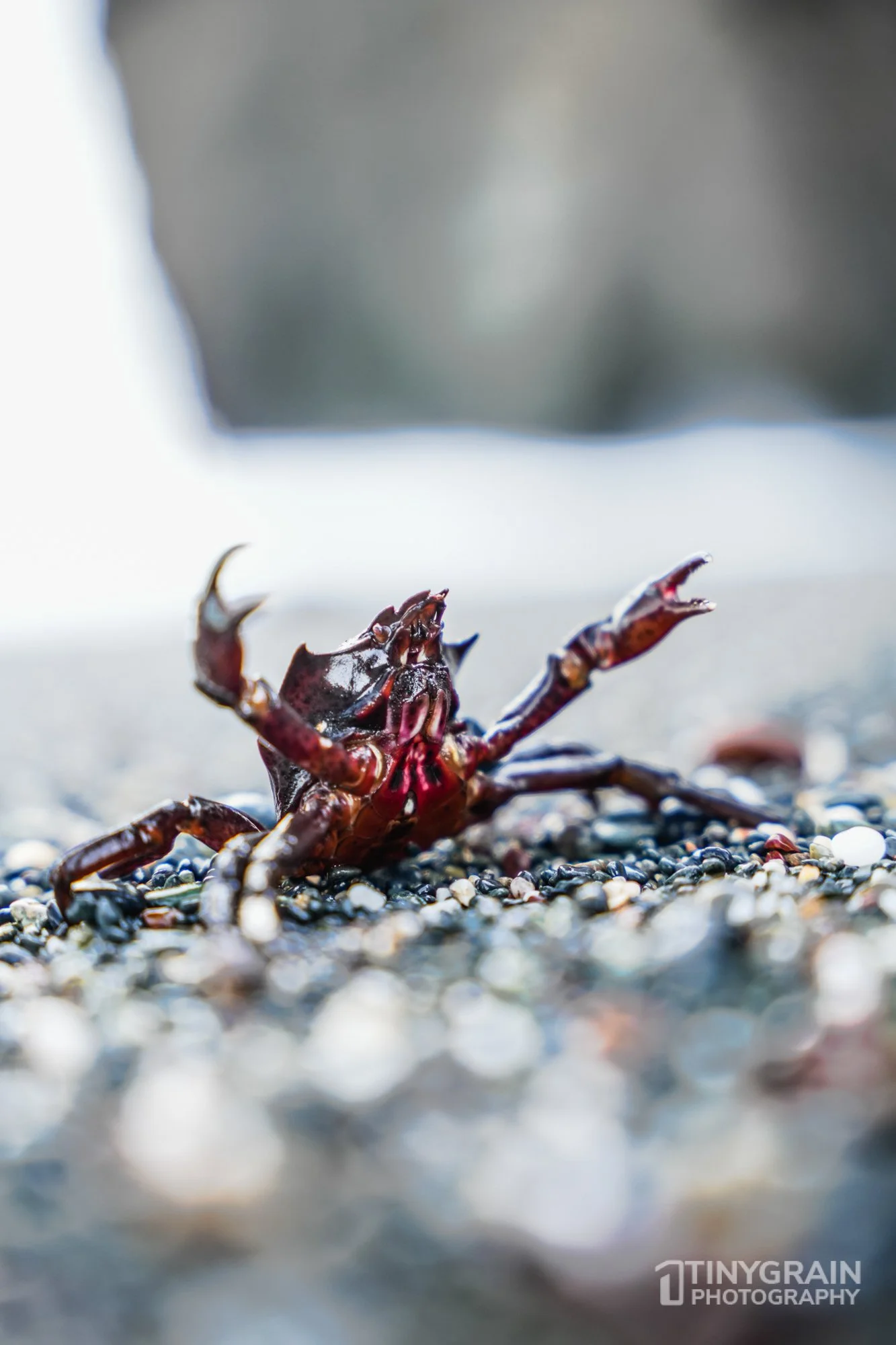 202212-TSR-PebbleBeach-A7405221-the-sea-ranch-marine-conservation-pacific-ocean-red-kelp-crab.jpg