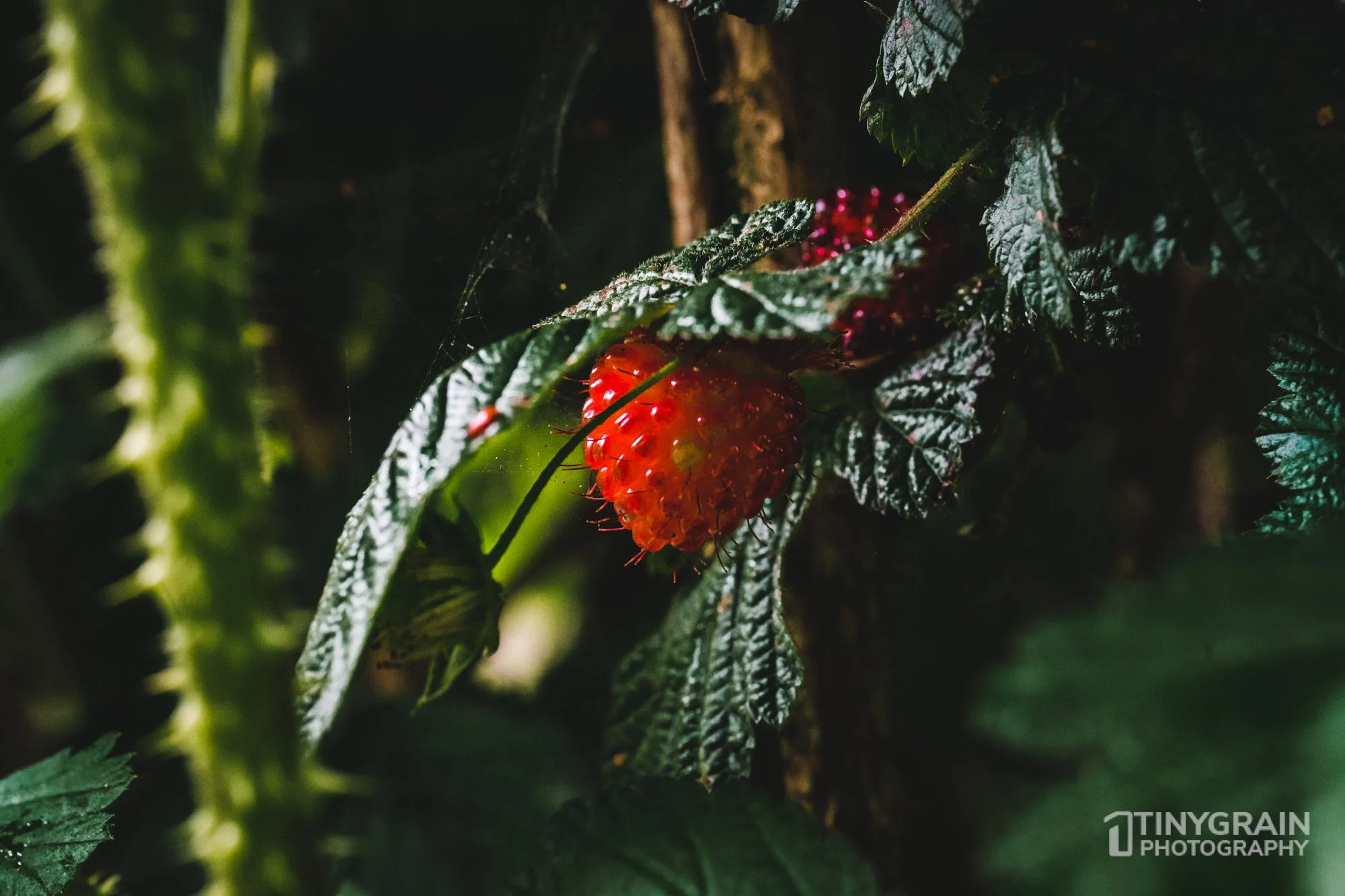 20230503-SalalTrailHike-A7402440-the-sea-ranch-marine-conservation-pacific-ocean-salal-trail-hike-raspberry.jpg