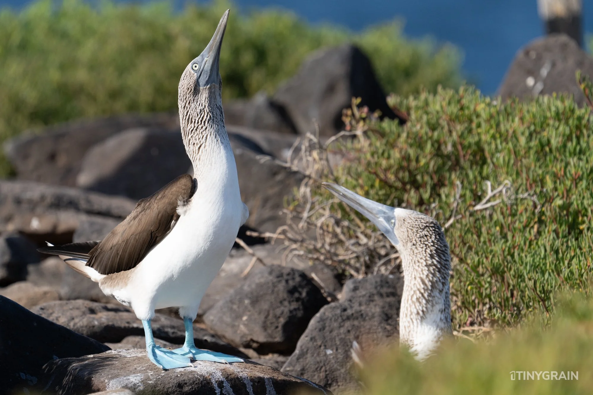 20230807-Galapagos-10-IslaEspanola-SuarezPoint-A7501934-galapagos-islands-ecuador-wildlife-marine-conservation-species-darwin.jpg