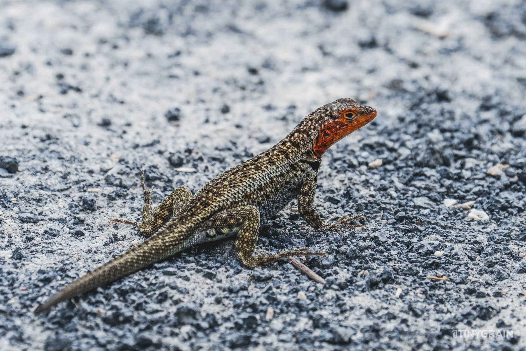 20230804-Galapagos-05-IslaIsabela-SierraNegro-A7506819-galapagos-islands-ecuador-wildlife-marine-conservation-species-darwin.jpg