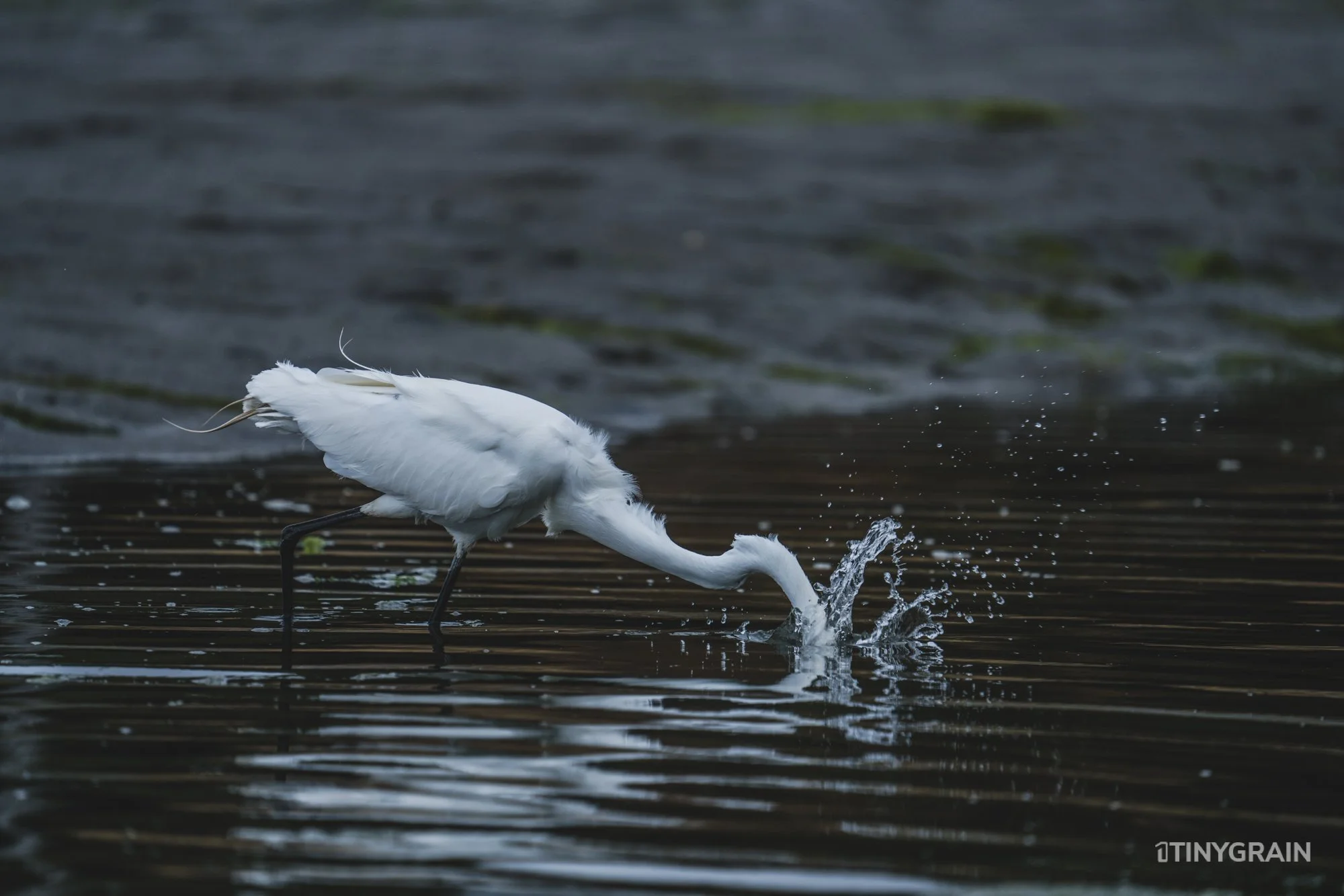 20230715-StinsonBeach-BolinasLagoon-LowTide-A7500741-wildlife-conservation-heron-egret-pelican.jpg