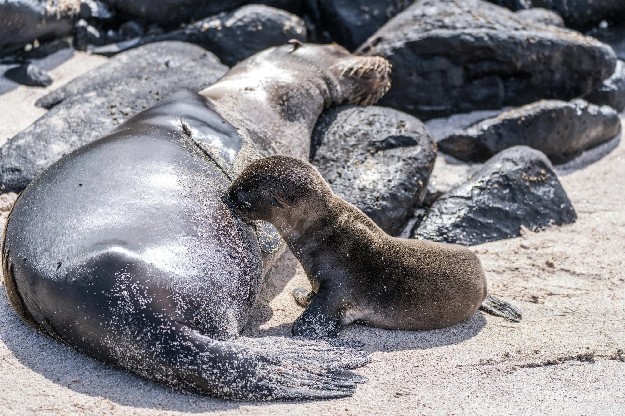 20230807-Galapagos-10-IslaEspanola-SuarezPoint-A7502650-galapagos-islands-ecuador-wildlife-marine-conservation-species-darwin.jpg
