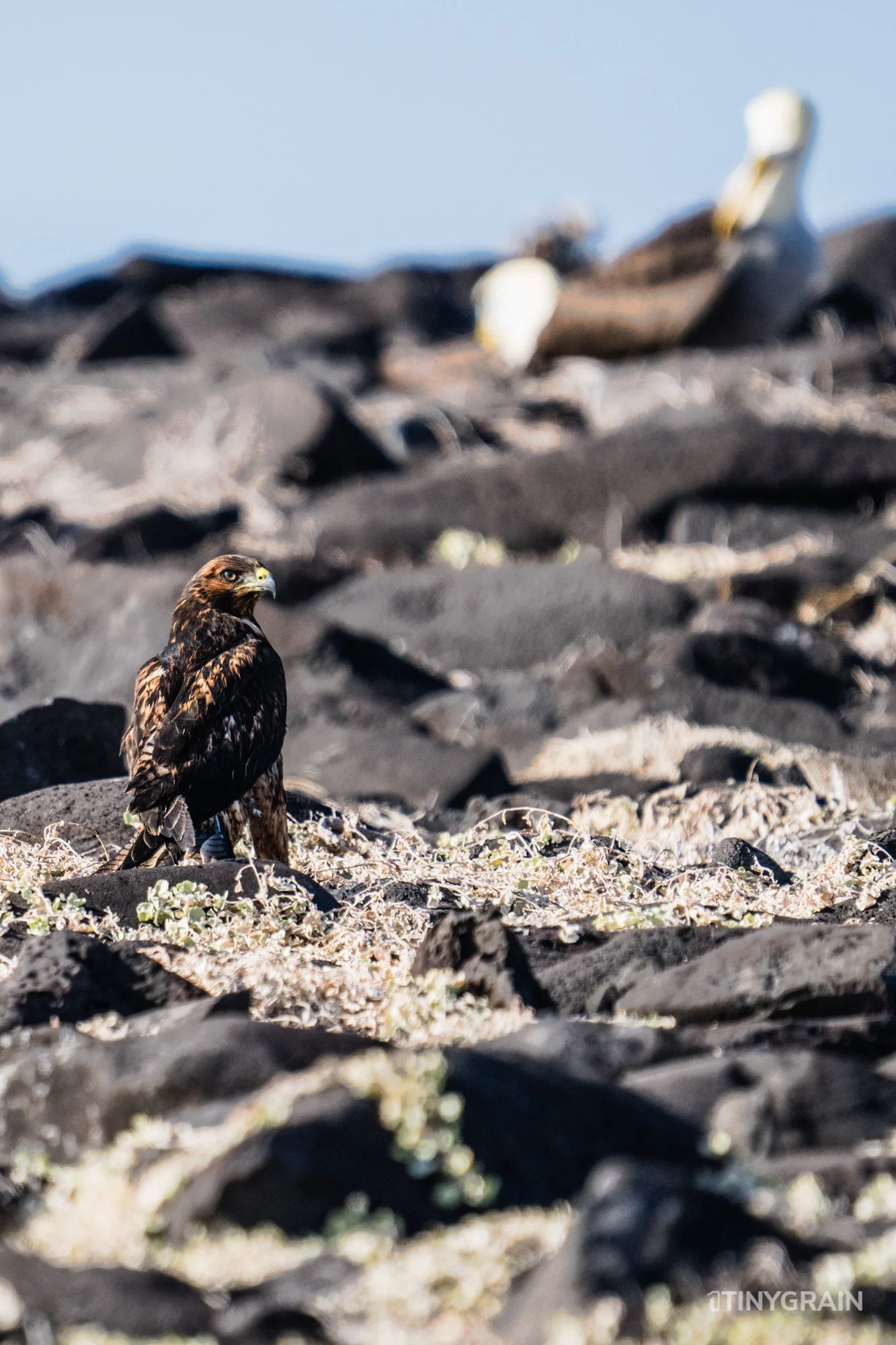 20230807-Galapagos-10-IslaEspanola-SuarezPoint-A7501703-galapagos-islands-ecuador-wildlife-marine-conservation-species-darwin.jpg
