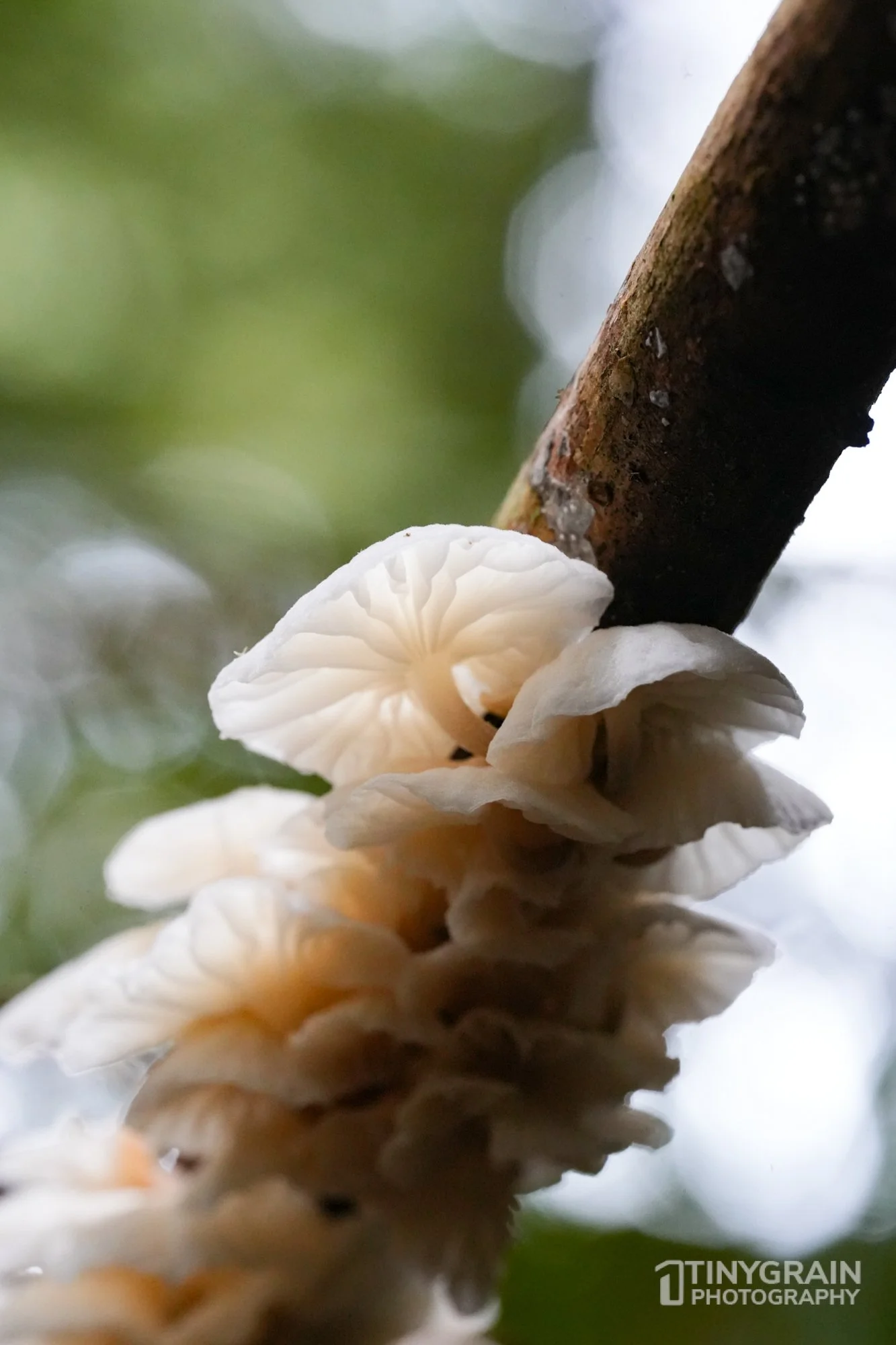 202212-TSR-SalalTrail-A7406375-the-sea-ranch-conservation-pacific-ocean-fungi.jpg