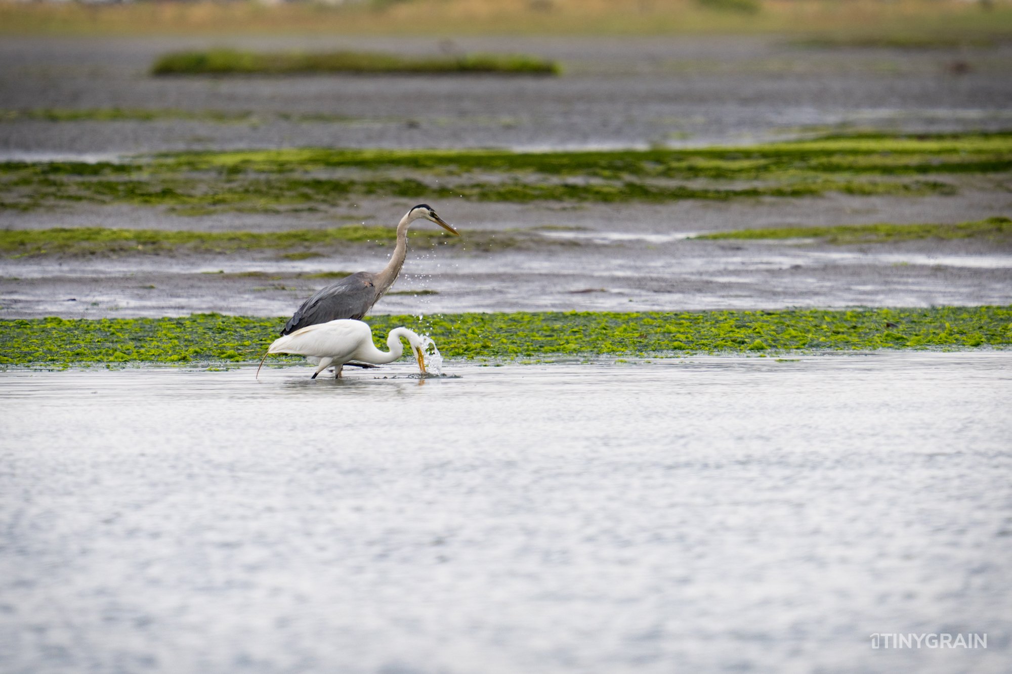 20230715-StinsonBeach-BolinasLagoon-LowTide-A7500309-wildlife-conservation-heron-egret-pelican.jpg