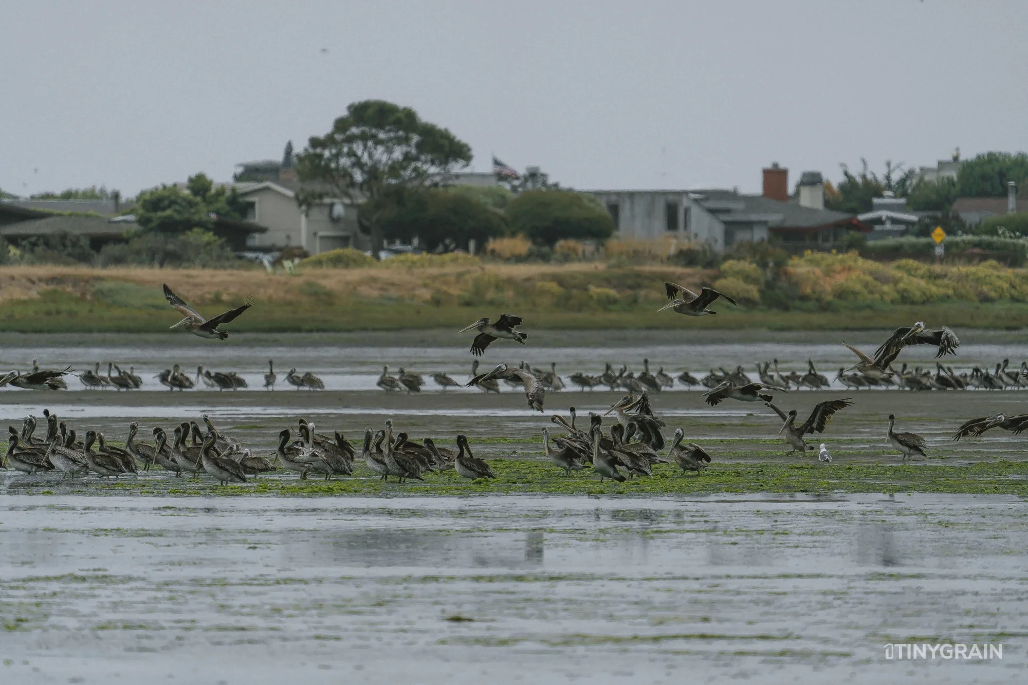 20230715-StinsonBeach-BolinasLagoon-LowTide-A7500834-wildlife-conservation-heron-egret-pelican.jpg