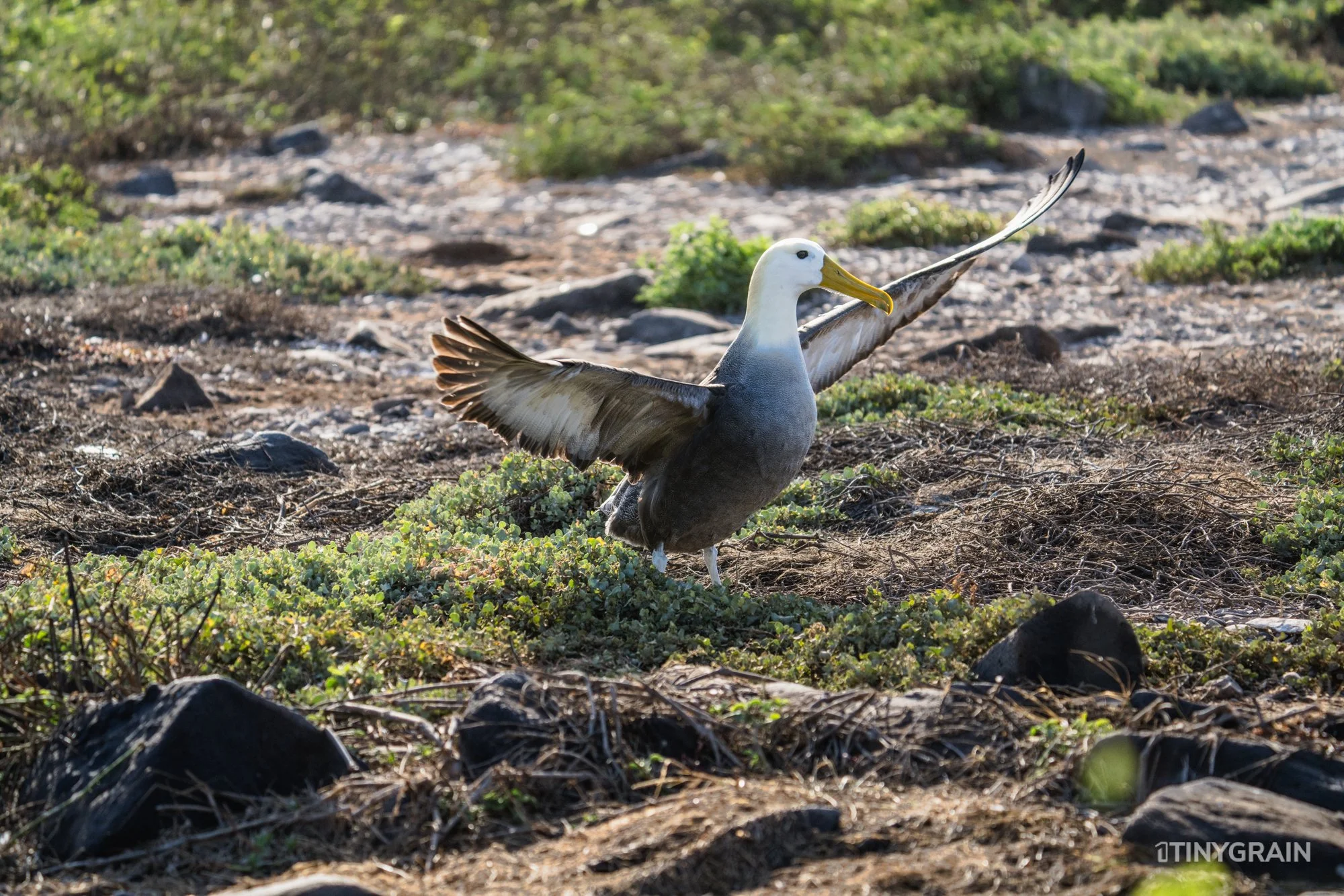 20230807-Galapagos-10-IslaEspanola-SuarezPoint-A7501395-galapagos-islands-ecuador-wildlife-marine-conservation-species-darwin.jpg
