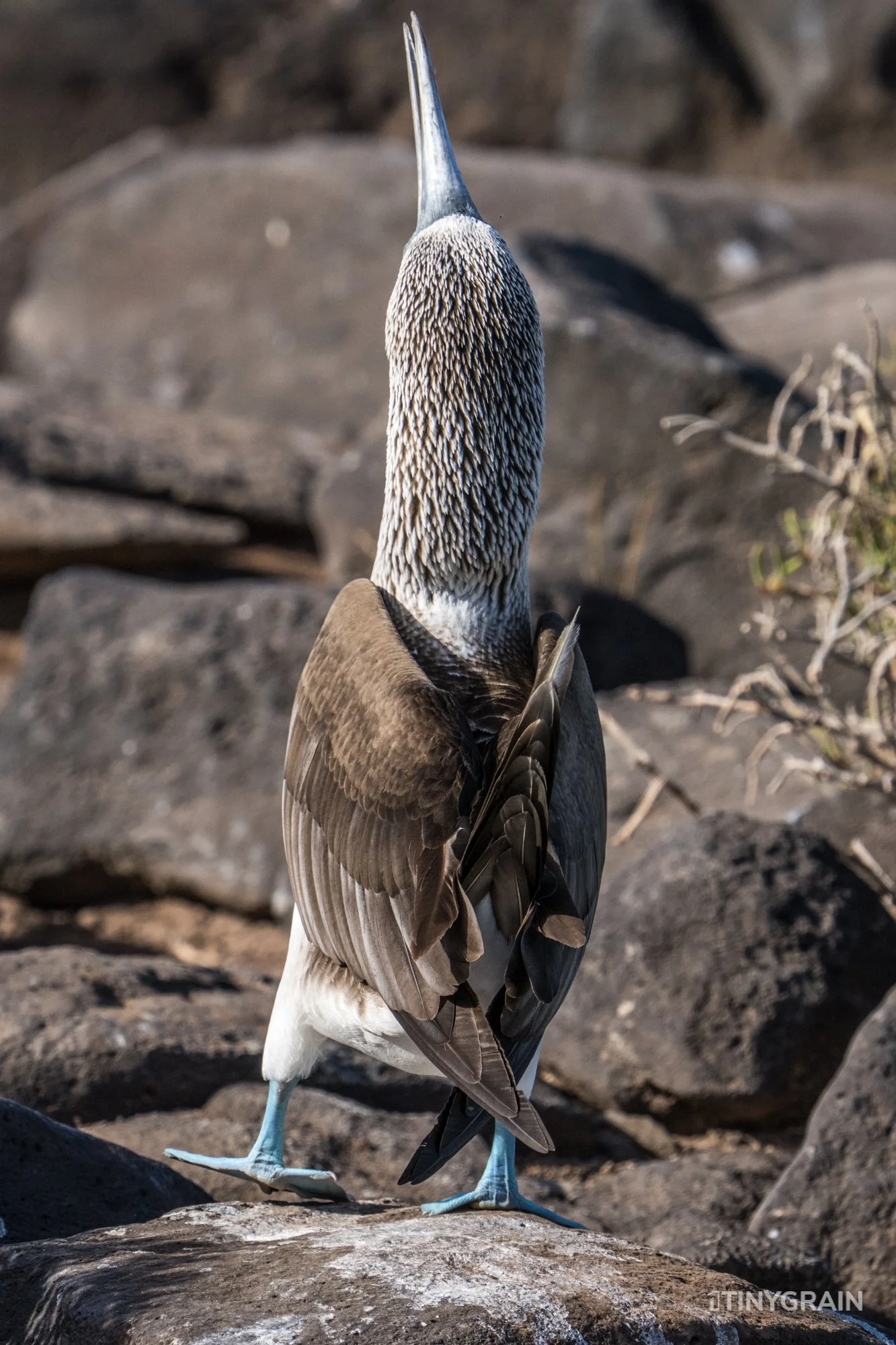 20230807-Galapagos-10-IslaEspanola-SuarezPoint-A7501865-galapagos-islands-ecuador-wildlife-marine-conservation-species-darwin.jpg