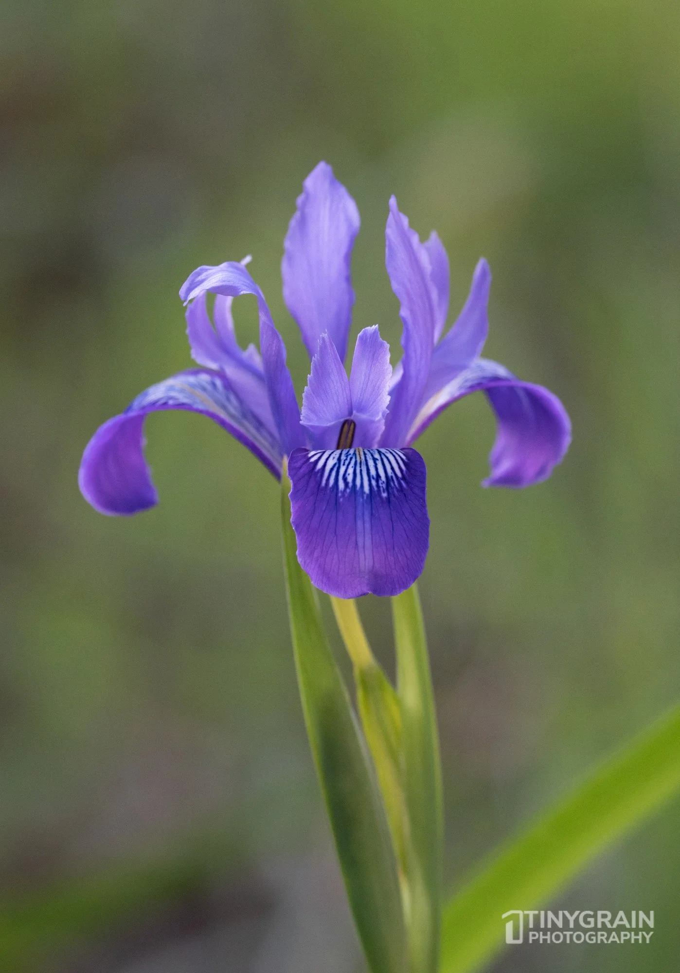 202304-TSR-Walk-A7402270-the-sea-ranch-marine-conservation-pacific-forest-wild-iris-flower-purple.jpg