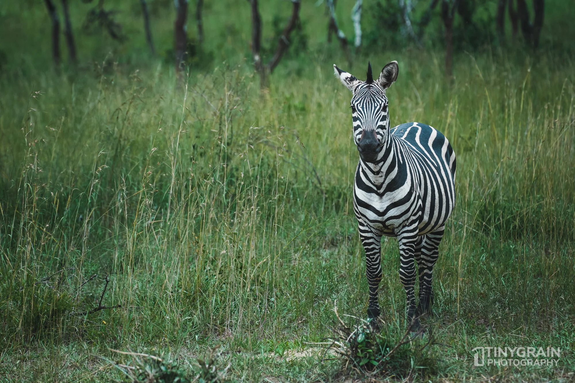 202201-Rwanda-A7408143-akageranationalpark-wildlife-conservation-zebra-juvenille.jpg