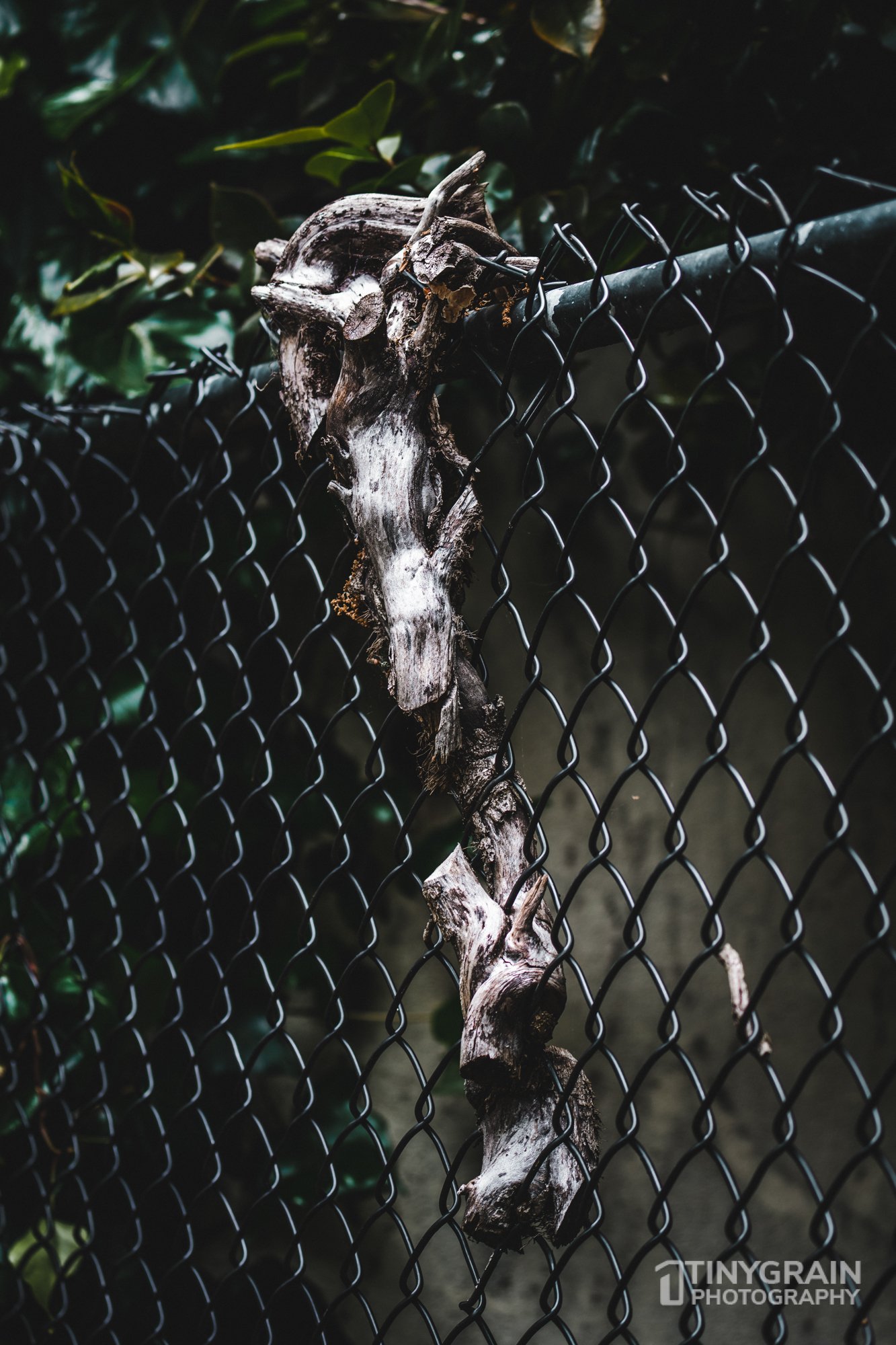 20230528-Sausalito-A7503245-bay-area-sausalito-stairs-tree-fence.jpg