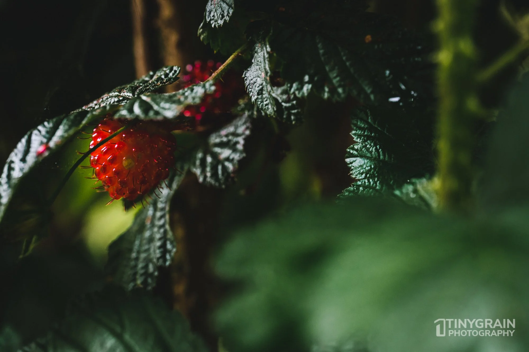 20230503-SalalTrailHike-A7402442-the-sea-ranch-marine-conservation-pacific-ocean-salal-trail-hike-raspberry.jpg