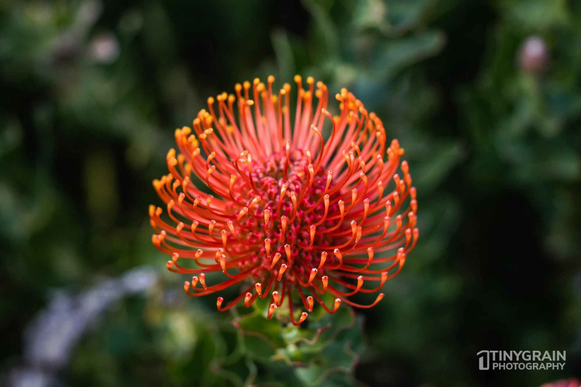 202304-TSR-Walk-A7402320-the-sea-ranch-marine-conservation-pacific-forest-protea-flower-orange-red.jpg