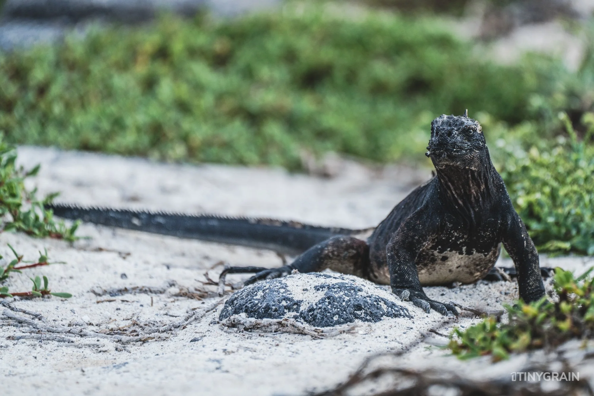 20230805-Galapagos-07-IslaSantaCruz-MosqueraIslet-A7507974-galapagos-islands-ecuador-wildlife-marine-conservation-species-darwin.jpg