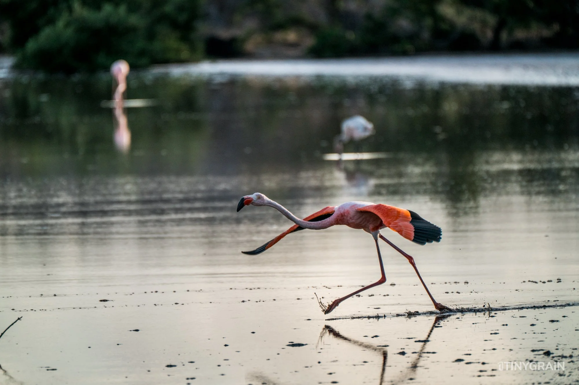 20230806-Galapagos-09-IslaFloreana-ComorantPoint-A7500997-galapagos-islands-ecuador-wildlife-marine-conservation-species-darwin.jpg