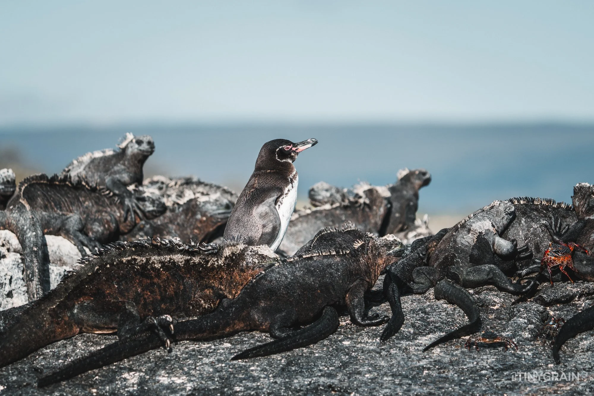 20230803-Galapagos-04-IslaIsabela-UrbinaBay_MorenoPoint-A7506227-galapagos-islands-ecuador-wildlife-marine-conservation-species-darwin.jpg