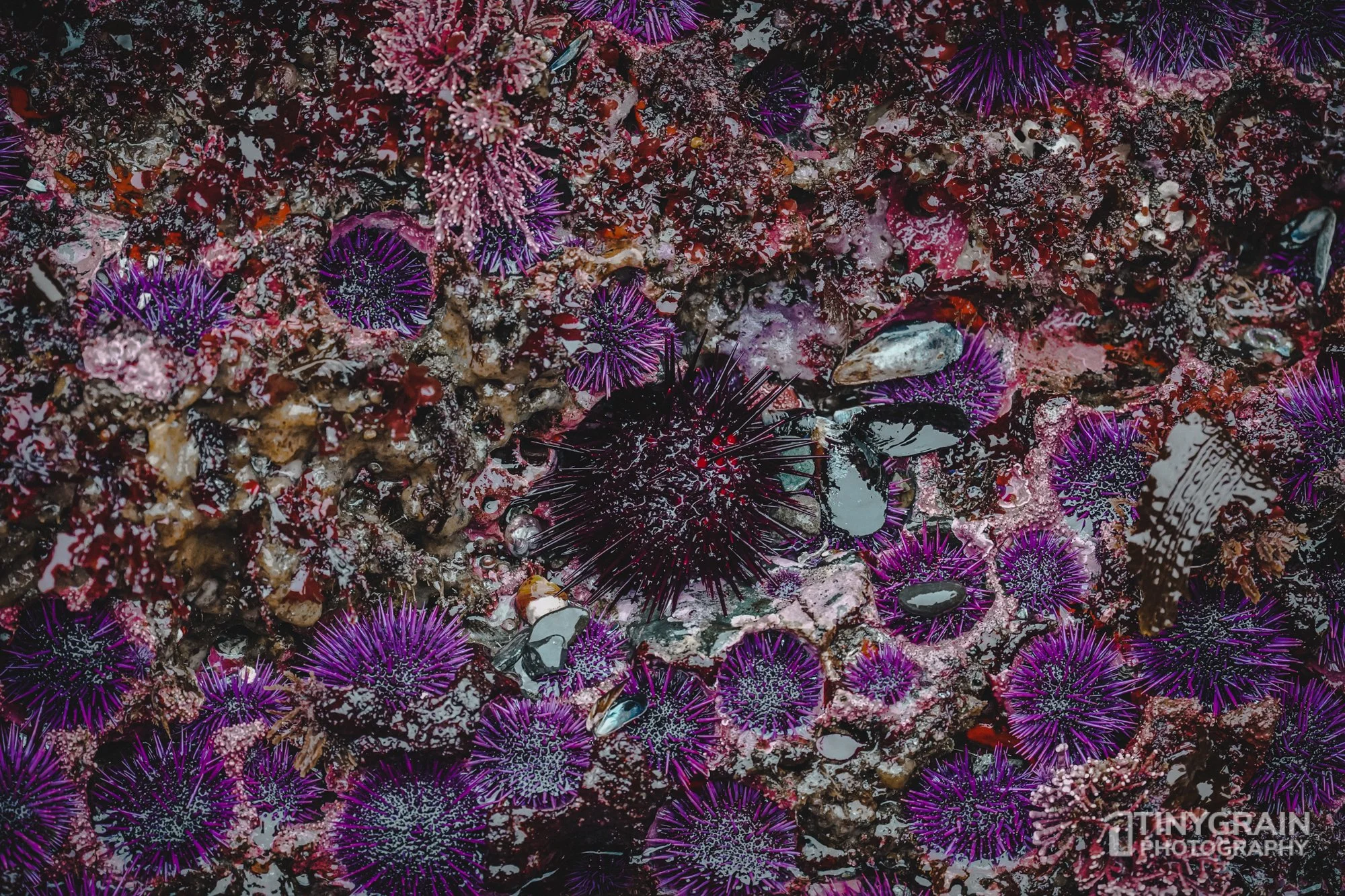 20221221-TSR-DSC07930-the-sea-ranch-marine-conservation-pacific-ocean-tidepools-urchin-red-purple.jpg
