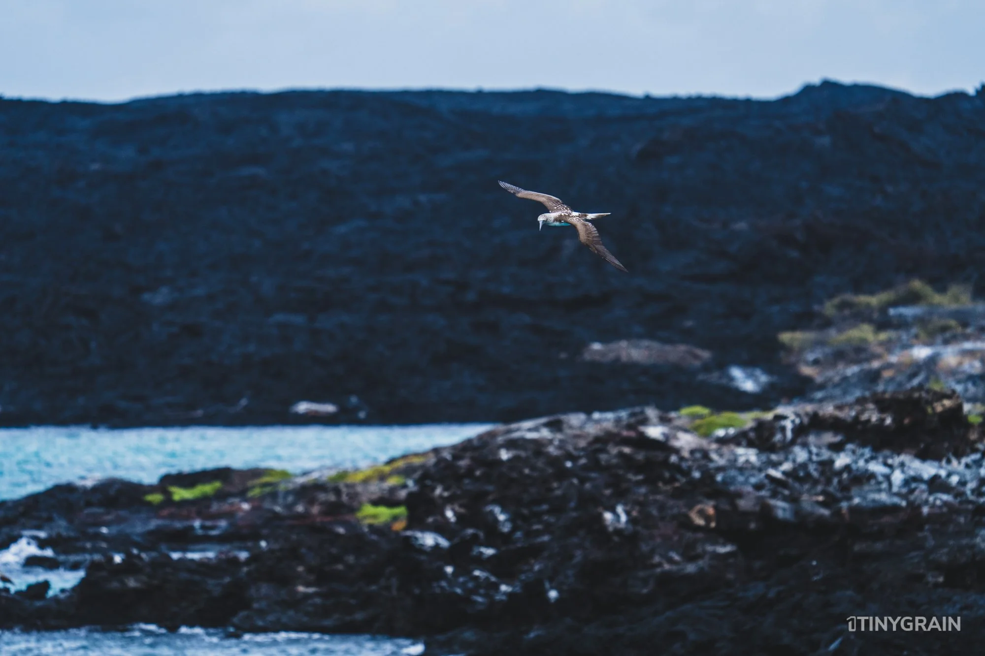 20230805-Galapagos-06-IslaSantiago-ChineseHat-A7507328-galapagos-islands-ecuador-wildlife-marine-conservation-species-darwin.jpg