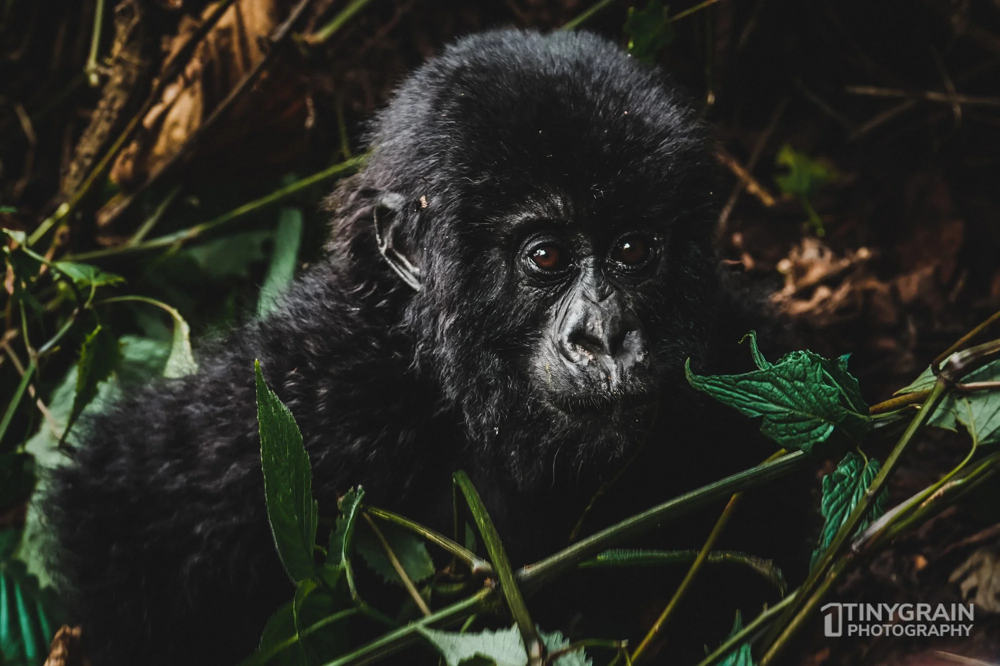 Young male gorilla exploring the forest and playing