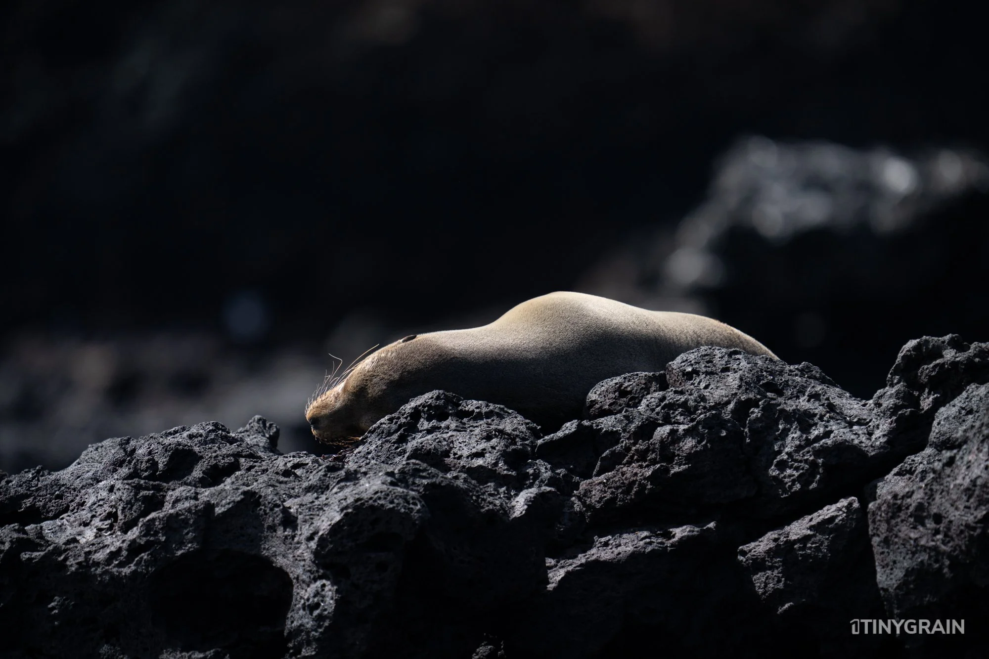 20230806-Galapagos-09-IslaFloreana-ComorantPoint-A7509331-galapagos-islands-ecuador-wildlife-marine-conservation-species-darwin.jpg