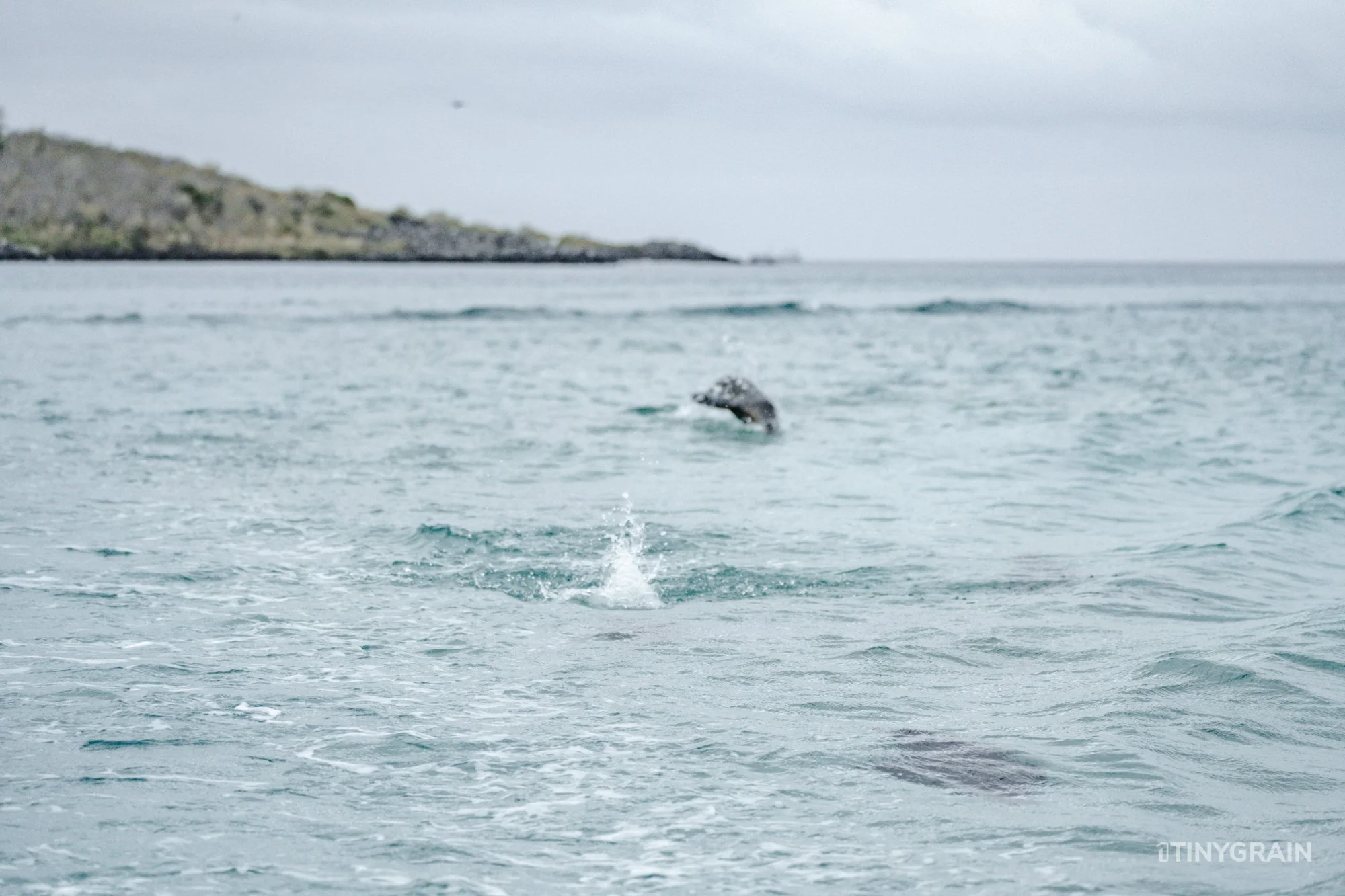 20230808-Galapagos-12-IslaSannCristobal-LobosIslet-A7503163-galapagos-islands-ecuador-wildlife-marine-conservation-species-darwin.jpg
