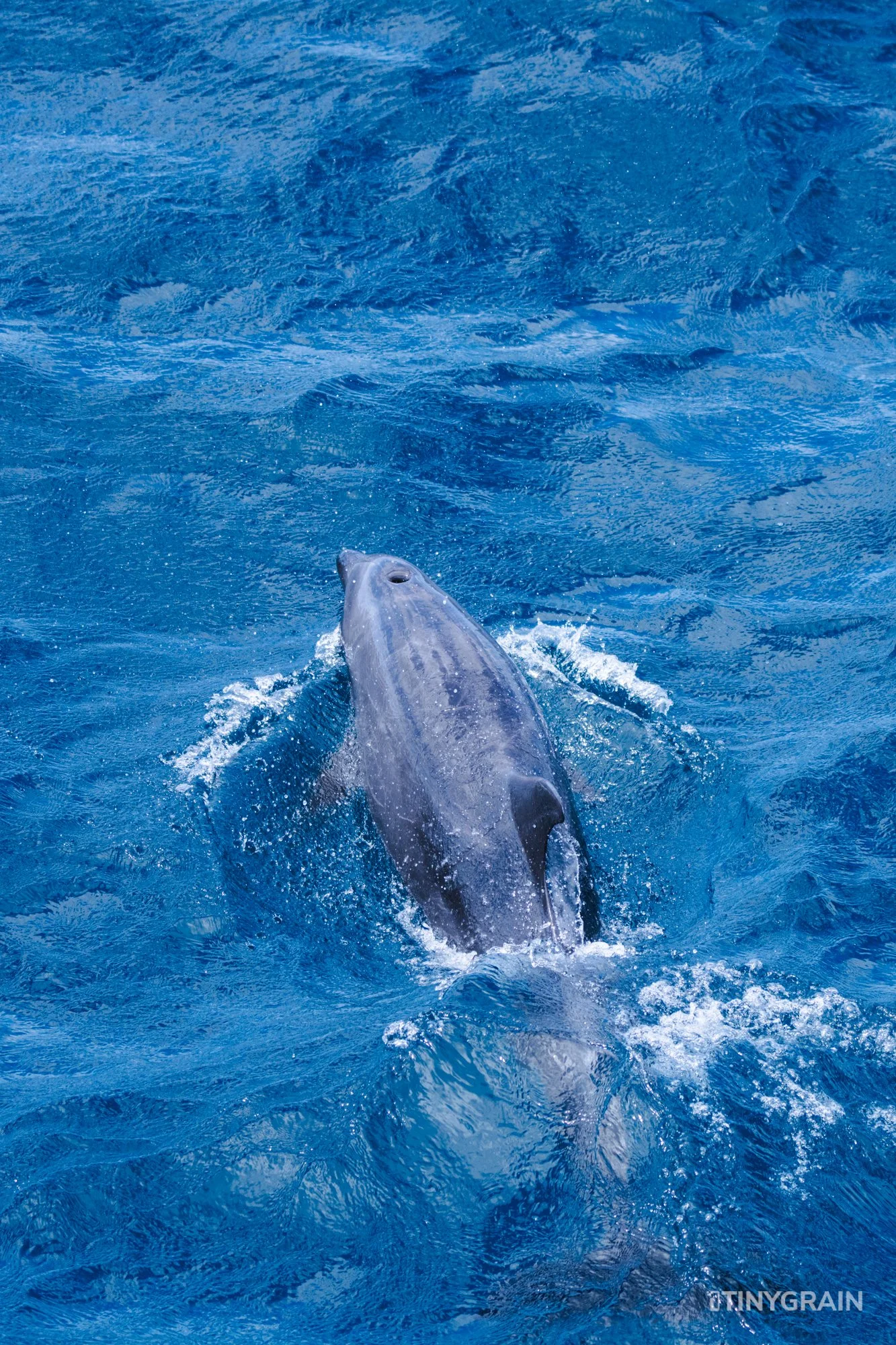 20230806-Galapagos-09-IslaFloreana-ComorantPoint-A7508915-galapagos-islands-ecuador-wildlife-marine-conservation-species-darwin.jpg