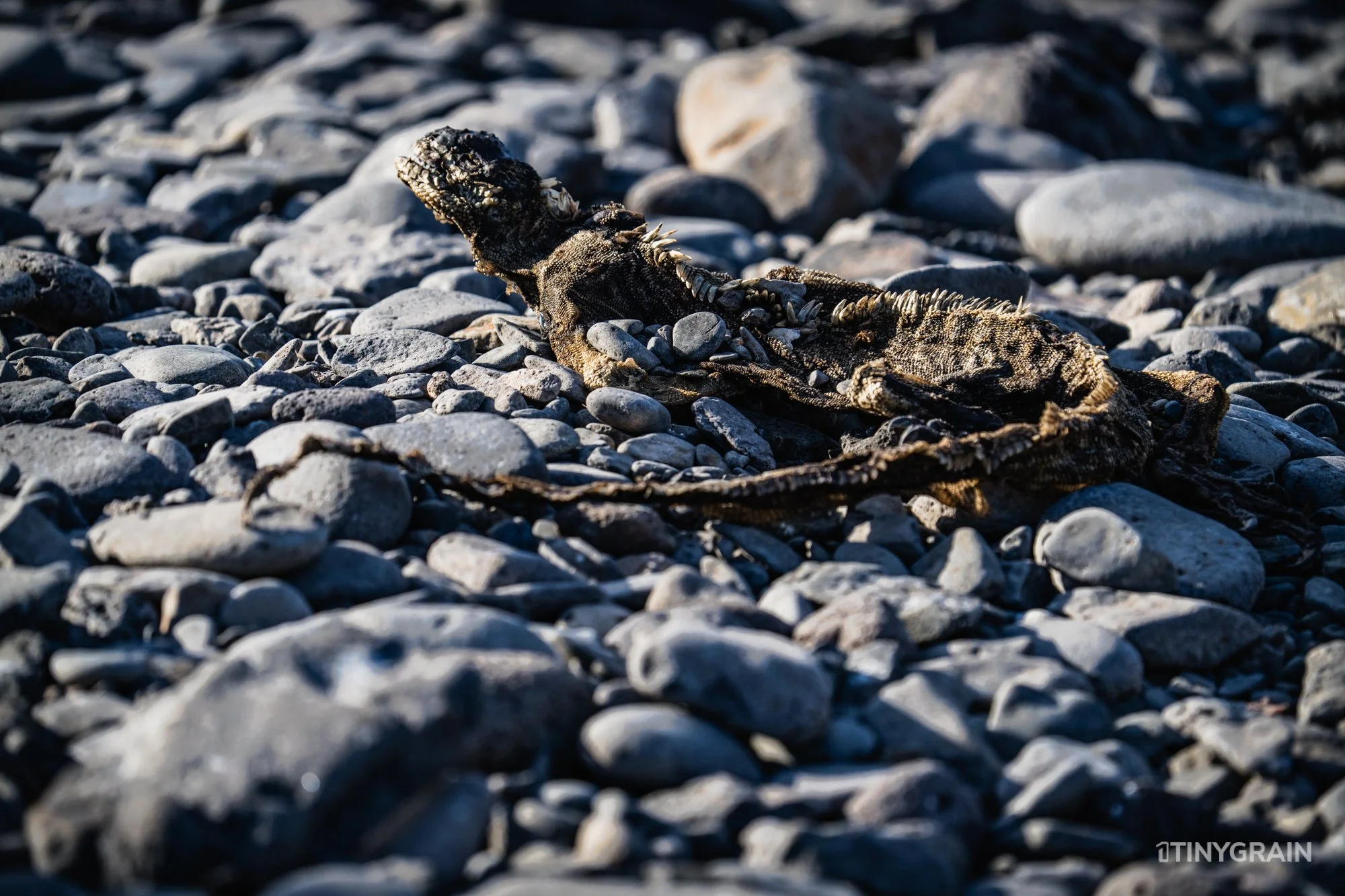 20230807-Galapagos-10-IslaEspanola-SuarezPoint-A7501562-galapagos-islands-ecuador-wildlife-marine-conservation-species-darwin.jpg