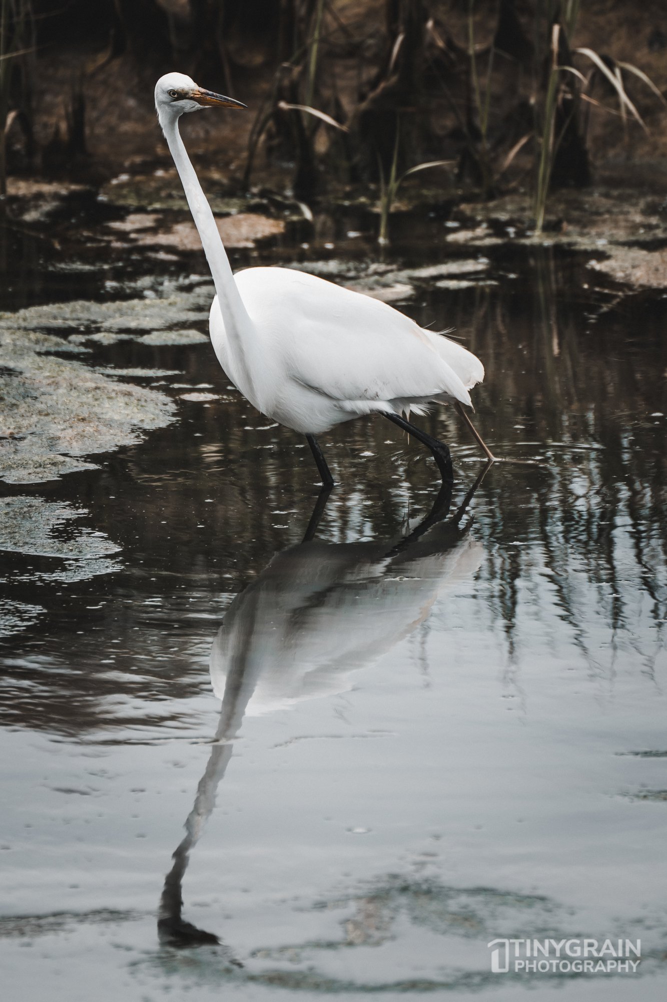 20230528-Sausalito-A7503403-bay-area-sausalito-egret.jpg
