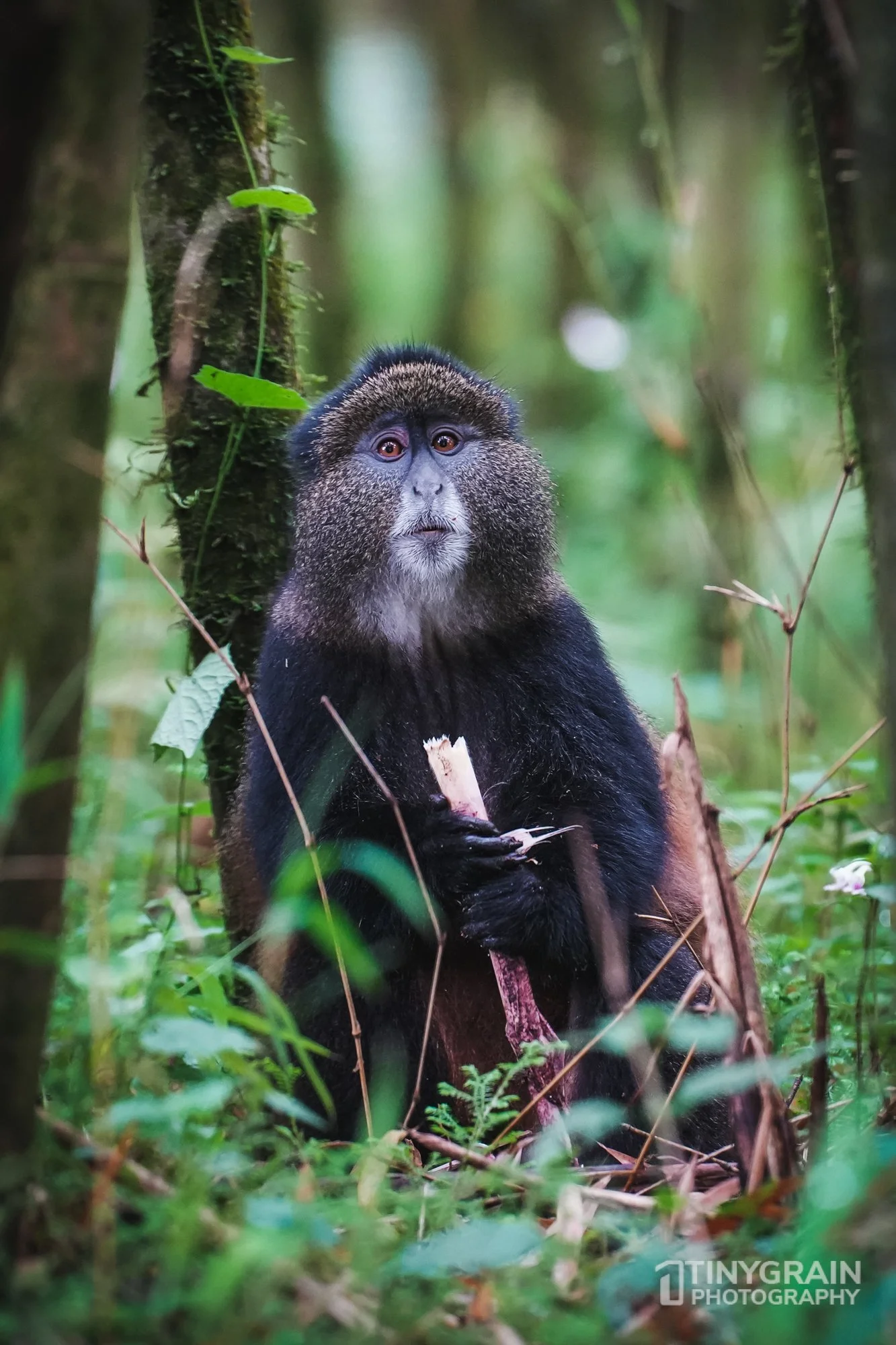 202201-Rwanda-A7403314-virunga-mountain-wildlife-conservation-golden-monkey-eating-bamboo.jpg