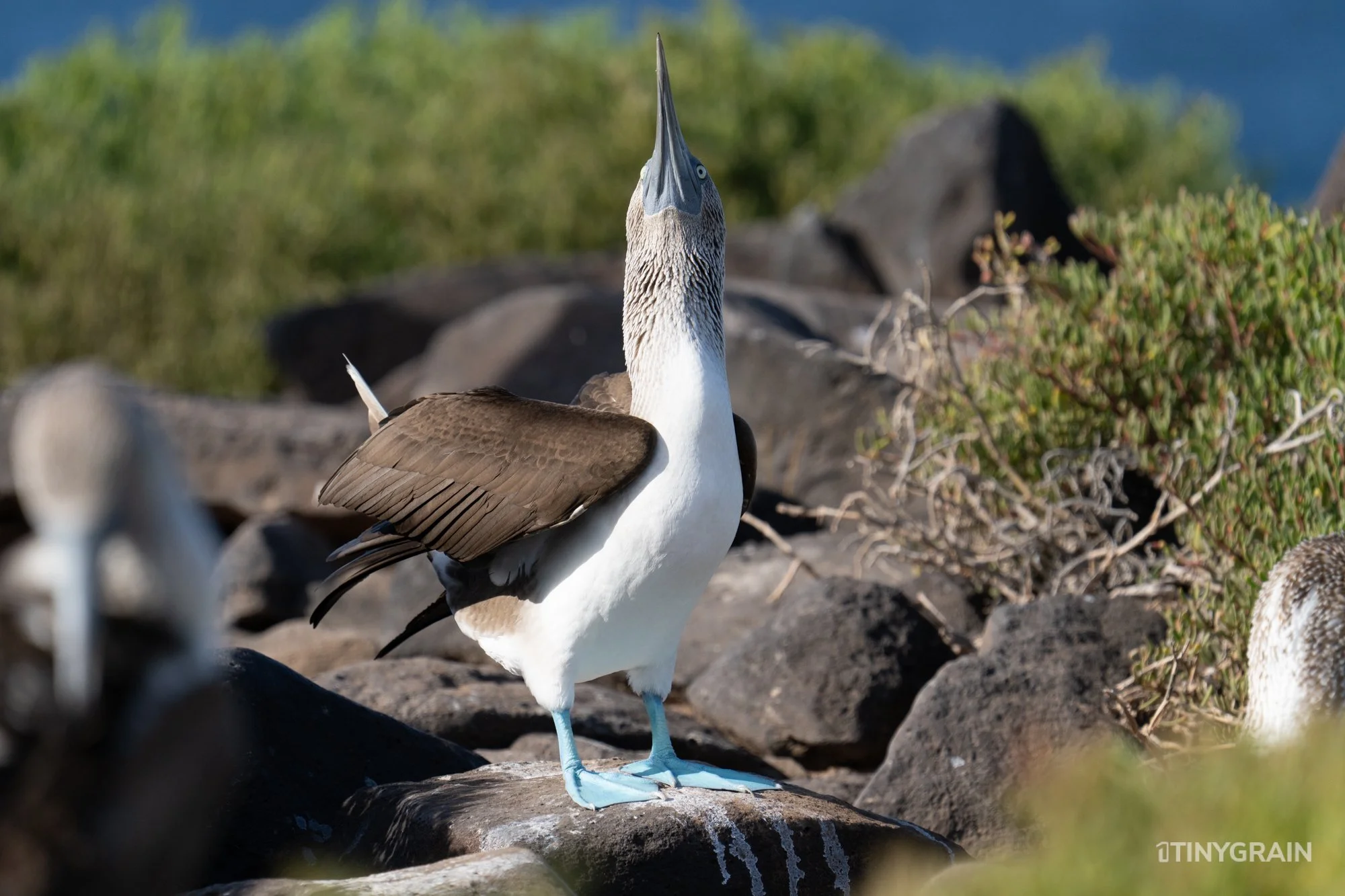 20230807-Galapagos-10-IslaEspanola-SuarezPoint-A7501942-galapagos-islands-ecuador-wildlife-marine-conservation-species-darwin.jpg