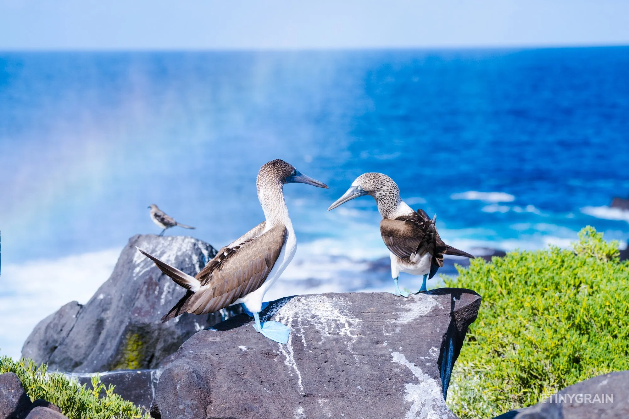 20230807-Galapagos-10-IslaEspanola-SuarezPoint-A7502272-galapagos-islands-ecuador-wildlife-marine-conservation-species-darwin.jpg