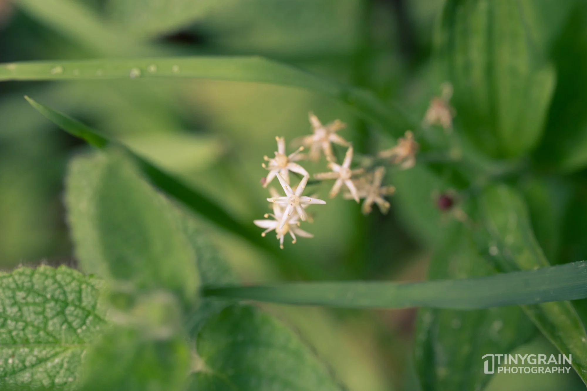 20230503-SalalTrailHike-A7402373-the-sea-ranch-marine-conservation-pacific-ocean-salal-trail-hike-flower.jpg