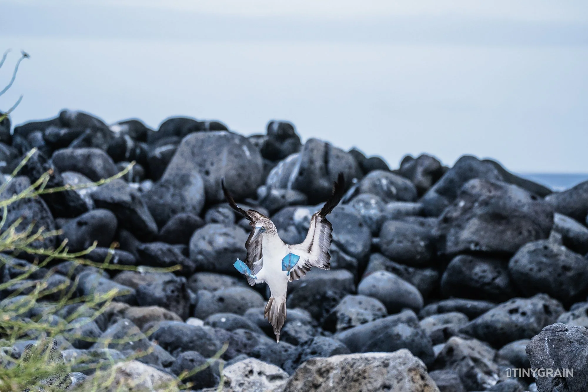 20230808-Galapagos-12-IslaSannCristobal-LobosIslet-A7503275-galapagos-islands-ecuador-wildlife-marine-conservation-species-darwin.jpg