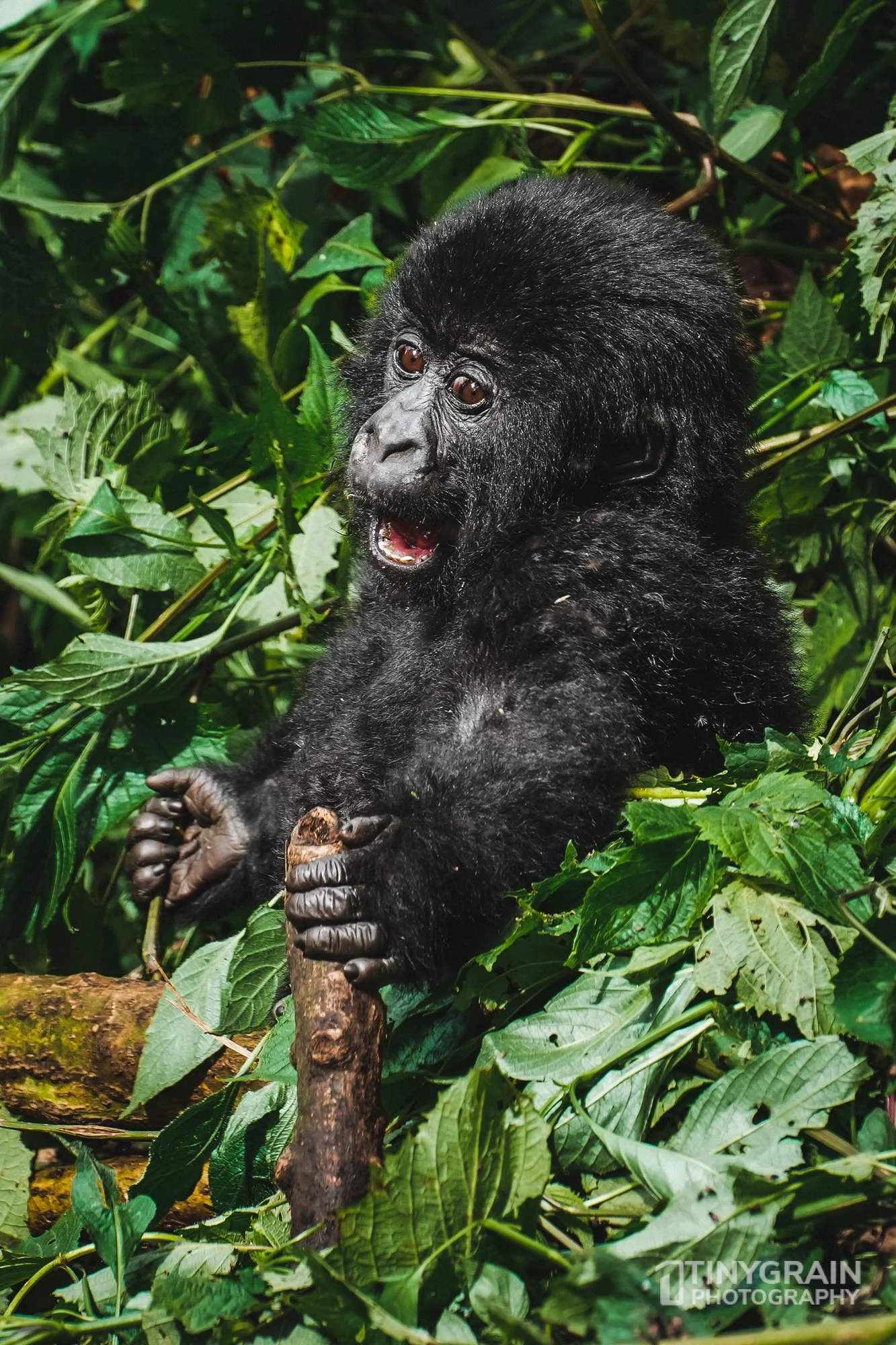 Young male gorilla enjoying playing in the forest.