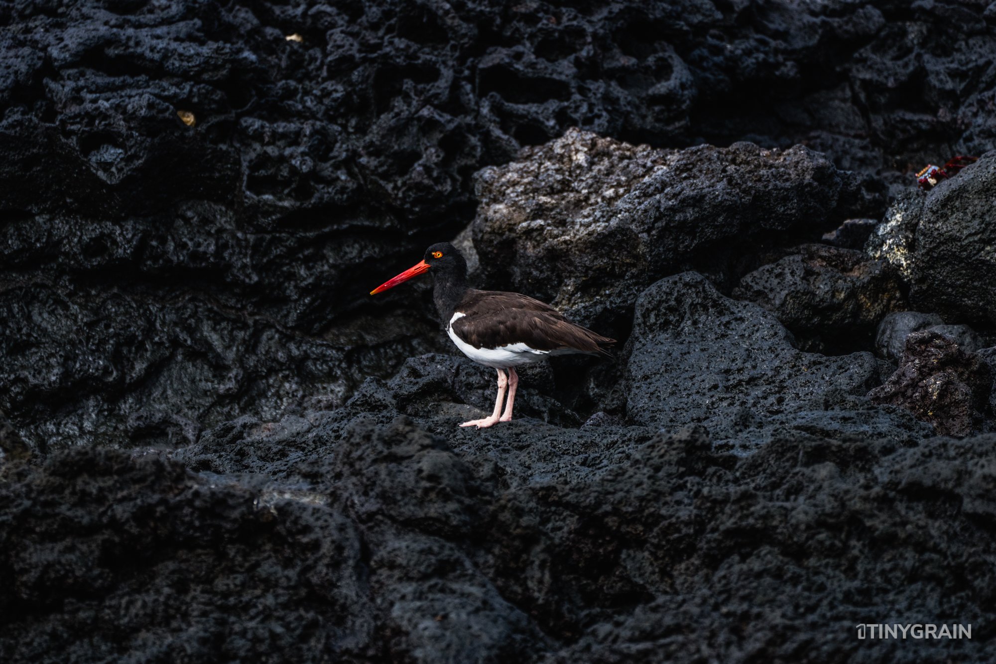 20230805-Galapagos-06-IslaSantiago-ChineseHat-A7507708-galapagos-islands-ecuador-wildlife-marine-conservation-species-darwin.jpg