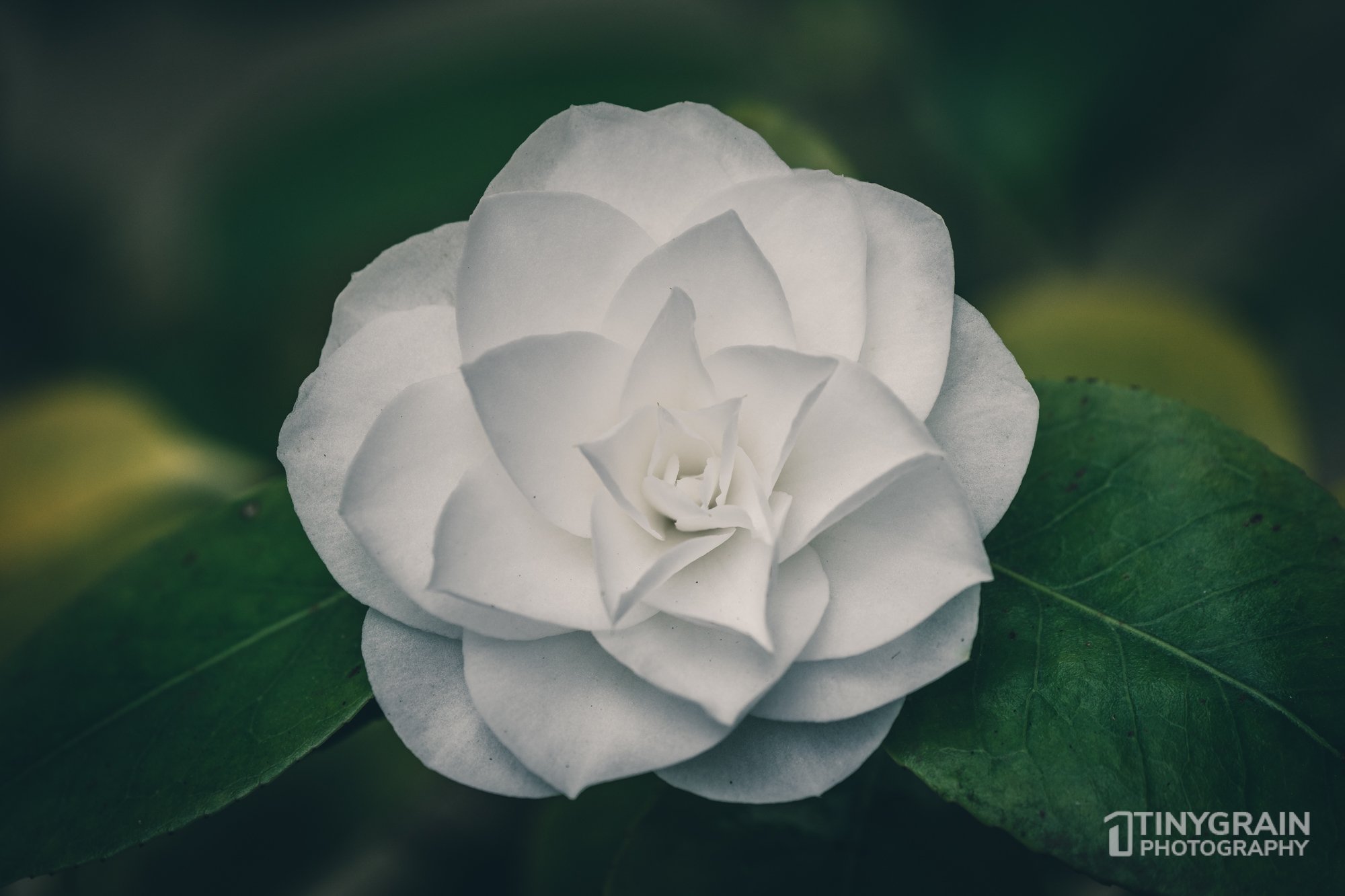 20230528-Sausalito-A7503442-bay-area-sausalito-flower.jpg