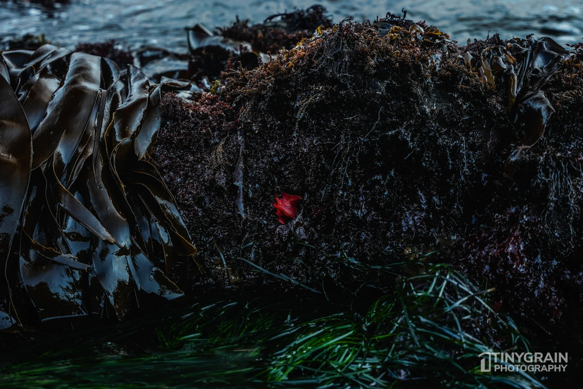 202212-TSR-PebbleBeach-A7405180-the-sea-ranch-marine-conservation-pacific-ocean-red-bat-star.jpg