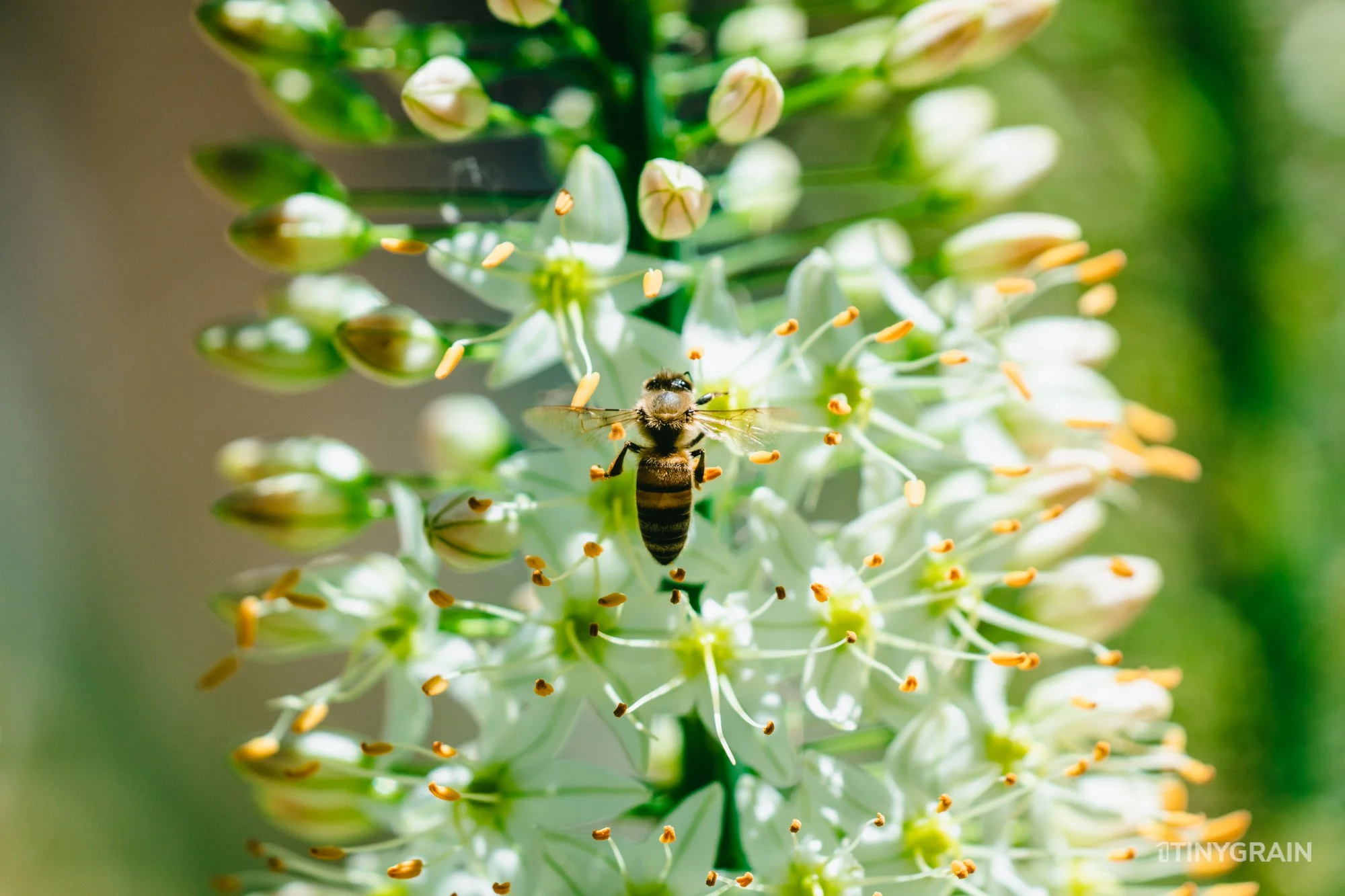 A7504110-Colorado-Denver-BotanicalGardens-Bee.jpg