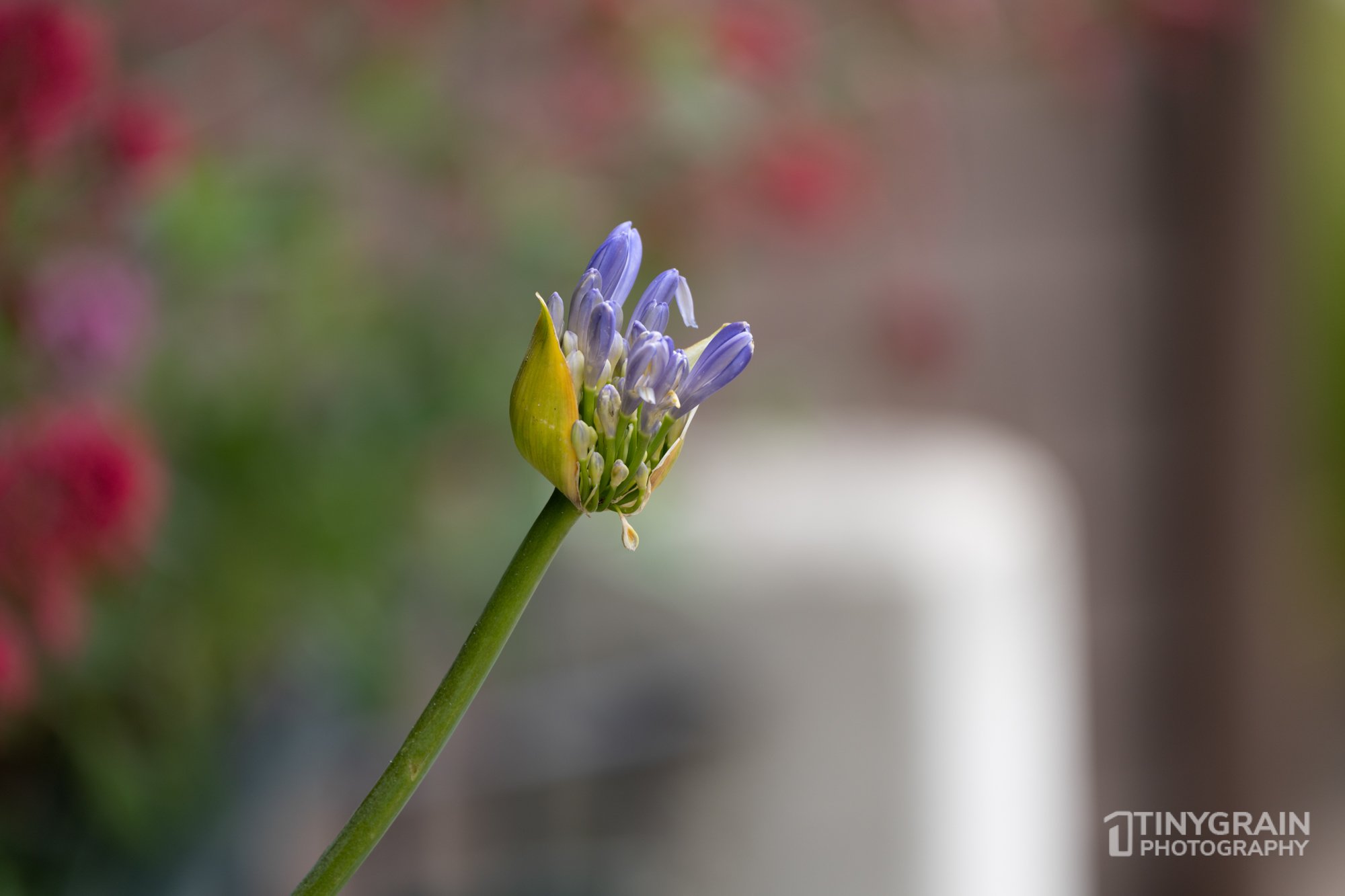 20230528-Sausalito-A7503231-bay-area-sausalito-flower.jpg
