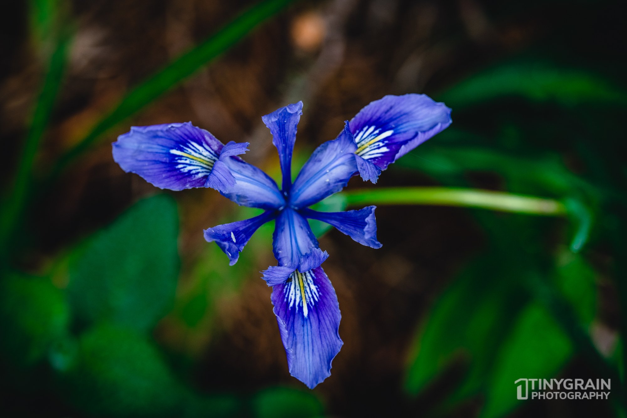 20230503-SalalTrailHike-A7402377-the-sea-ranch-marine-conservation-pacific-ocean-salal-trail-hike-flower-wild-iris.jpg