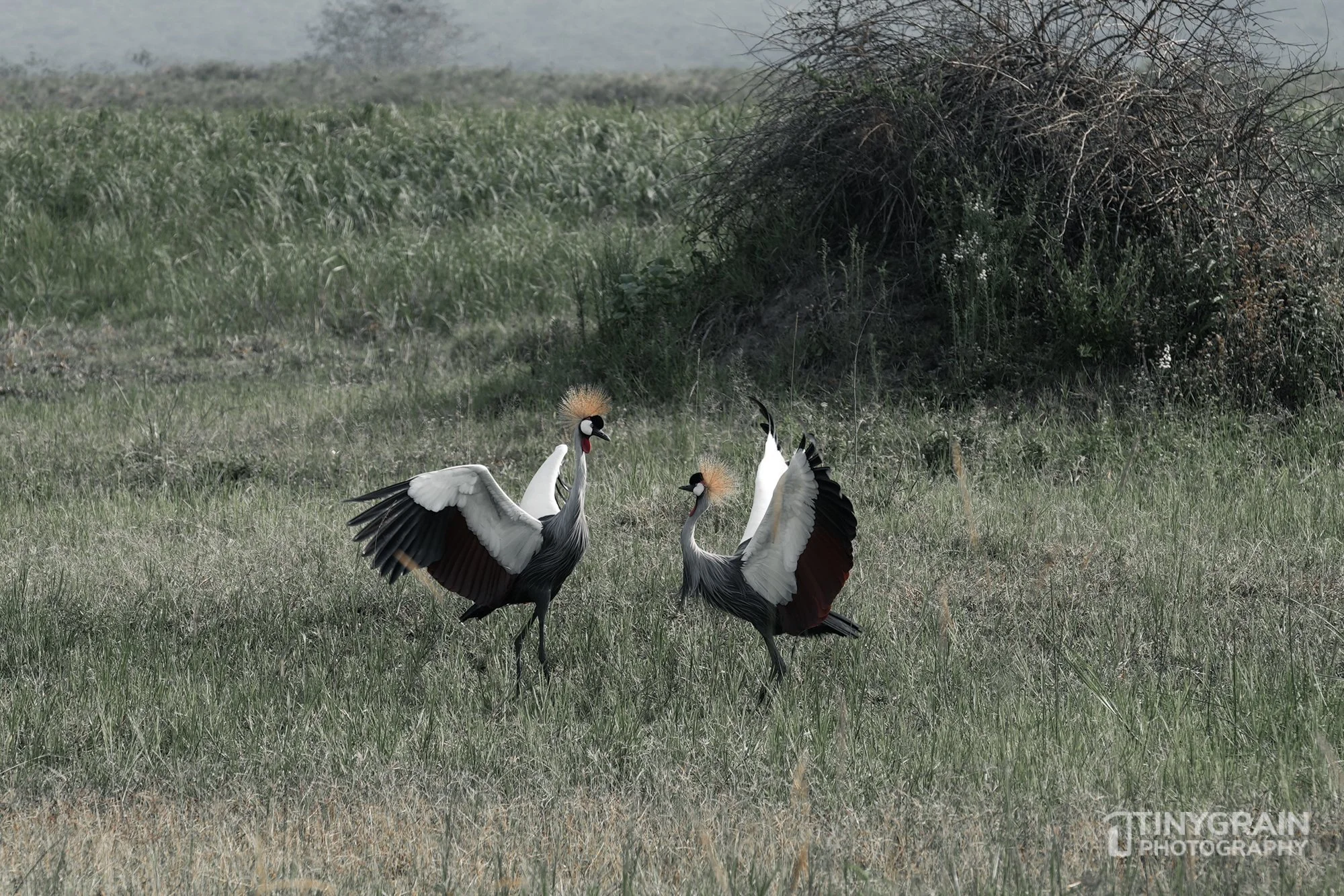 202201-Rwanda-A7408794-akageranationalpark-wildlife-conservation-mating-dance.jpg