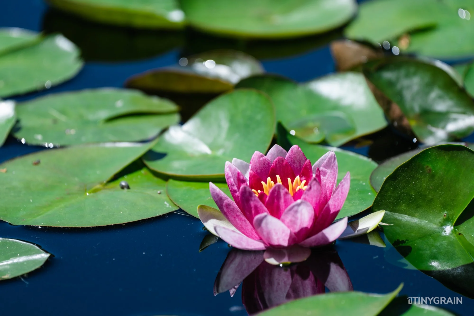 A7504029-Colorado-Denver-BotanicalGardens-WaterLily.jpg